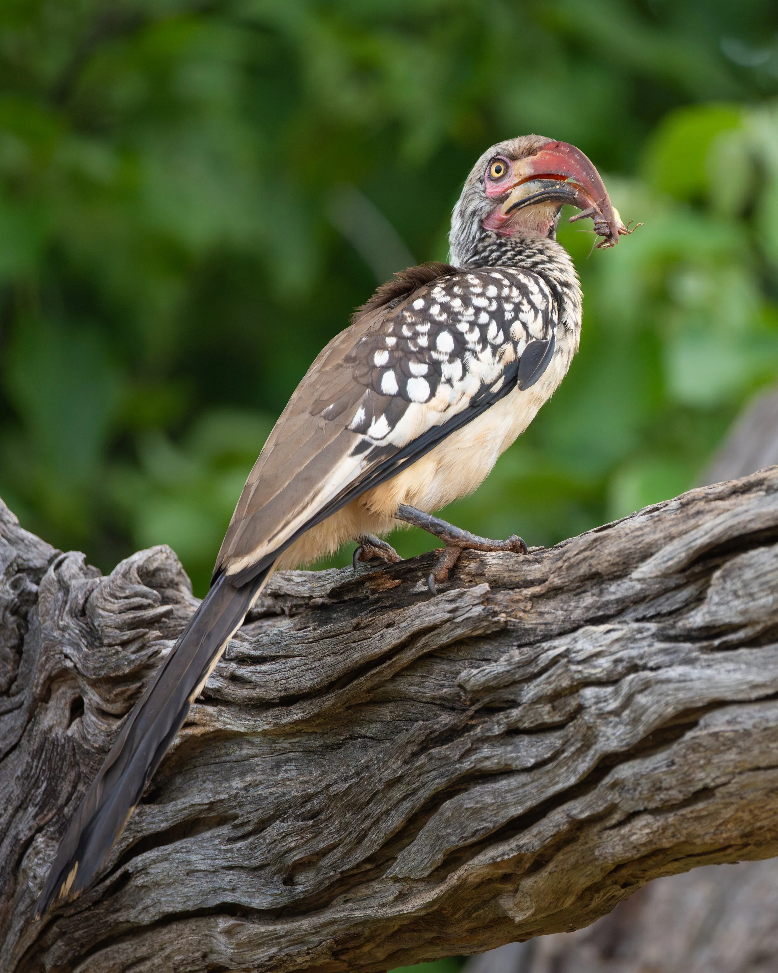 Hornbill01-3.jpg