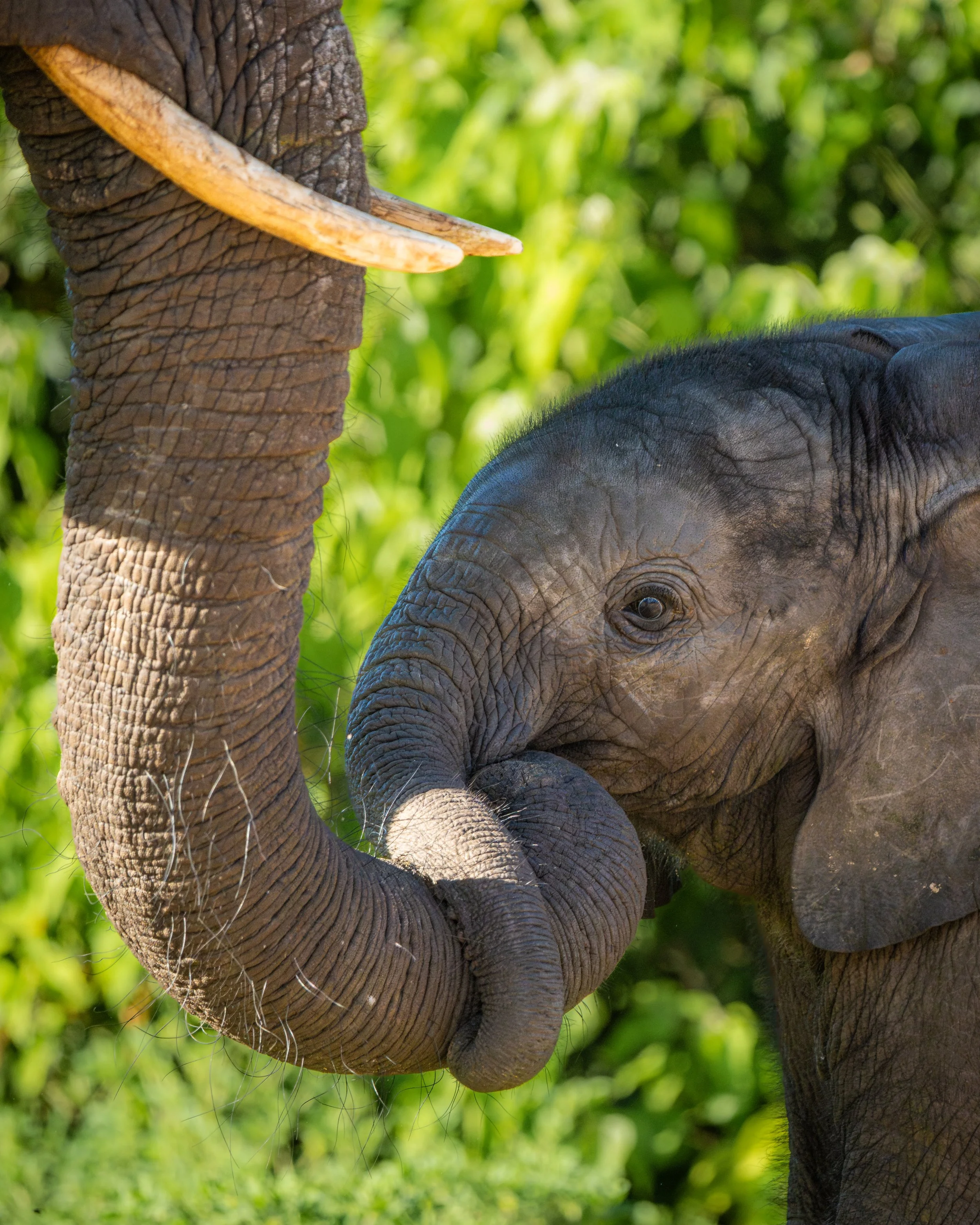 Elephant03.jpg
