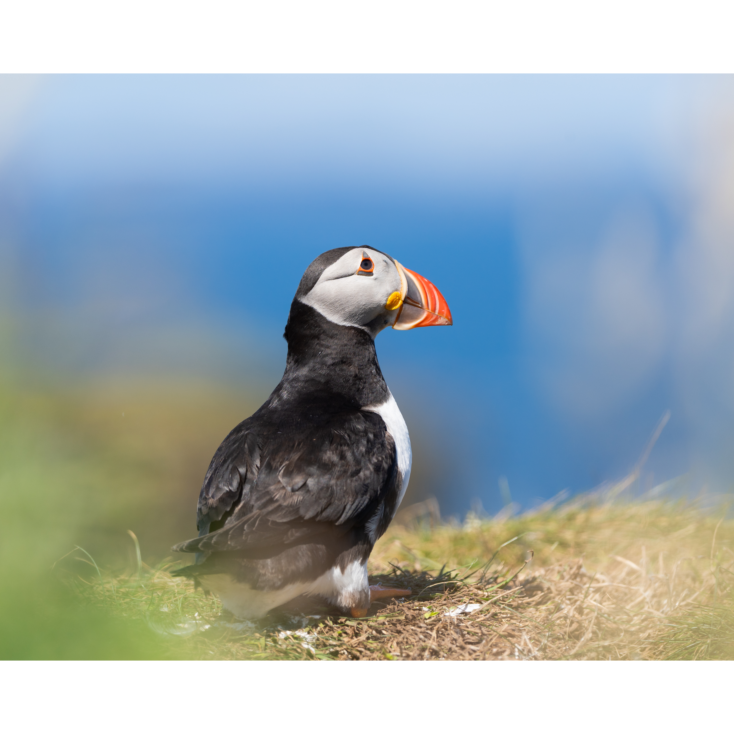 Puffin_2_StorePage.png
