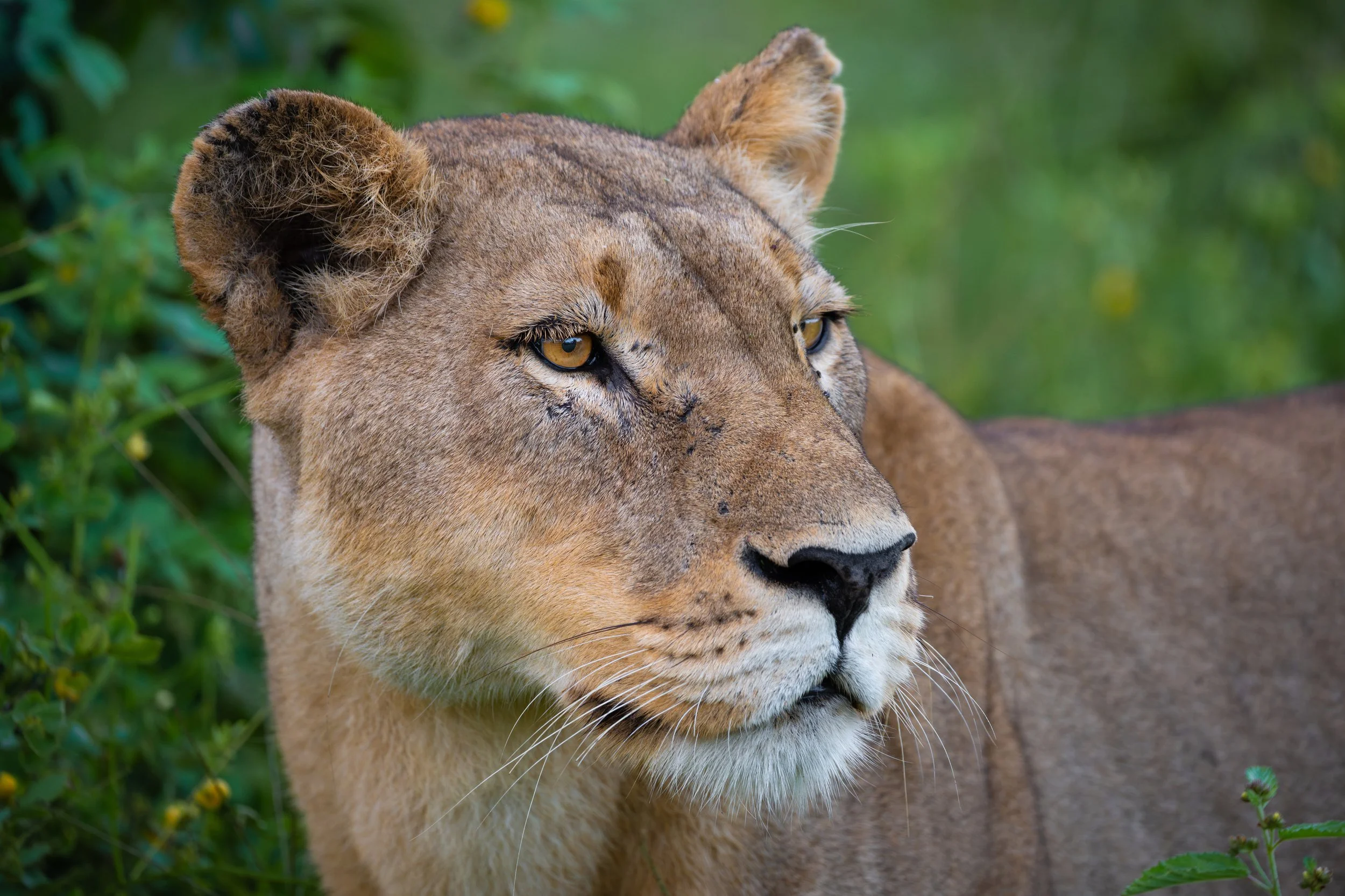 Lioness01-10_WEB.jpg