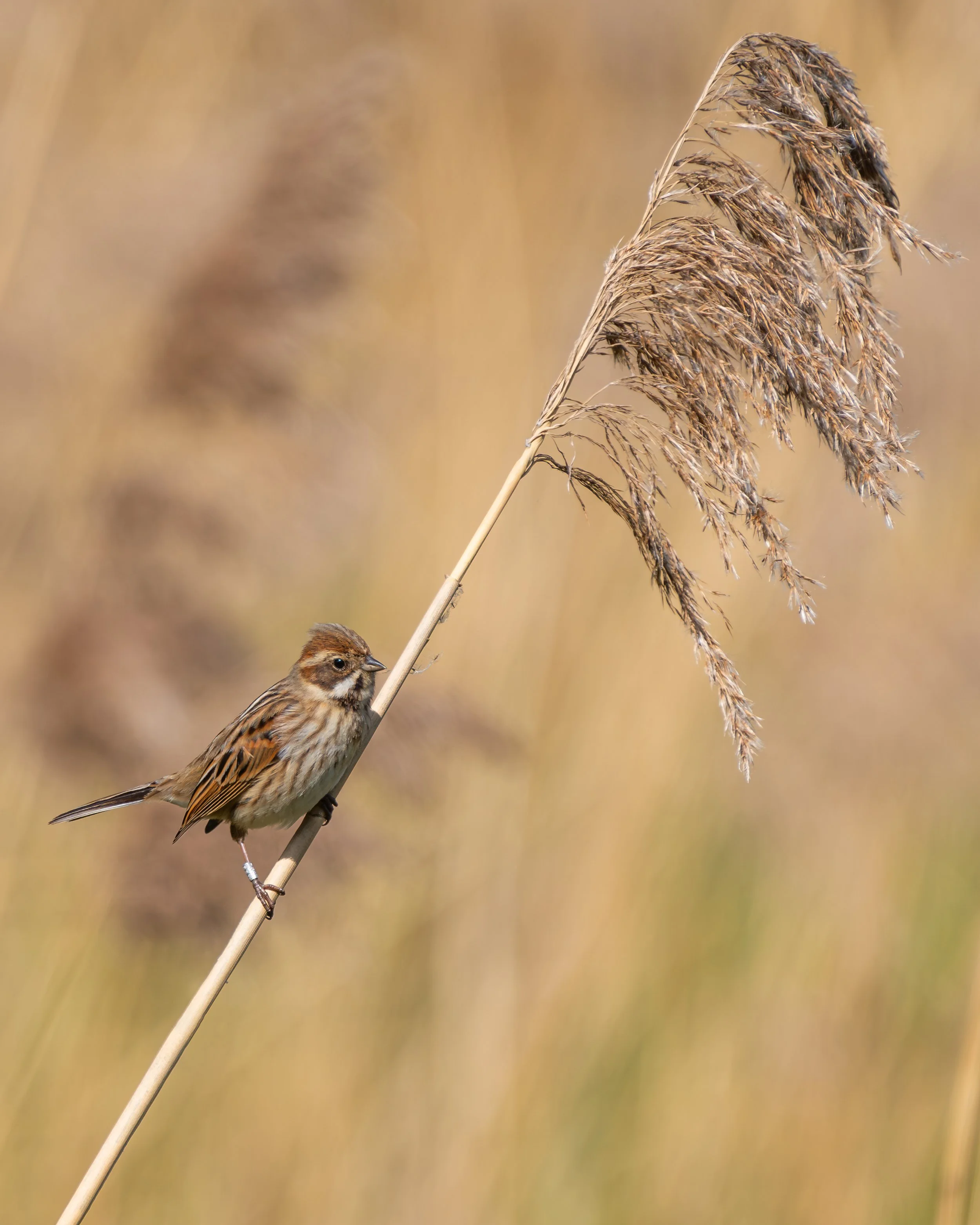 ReedBunting3.jpg