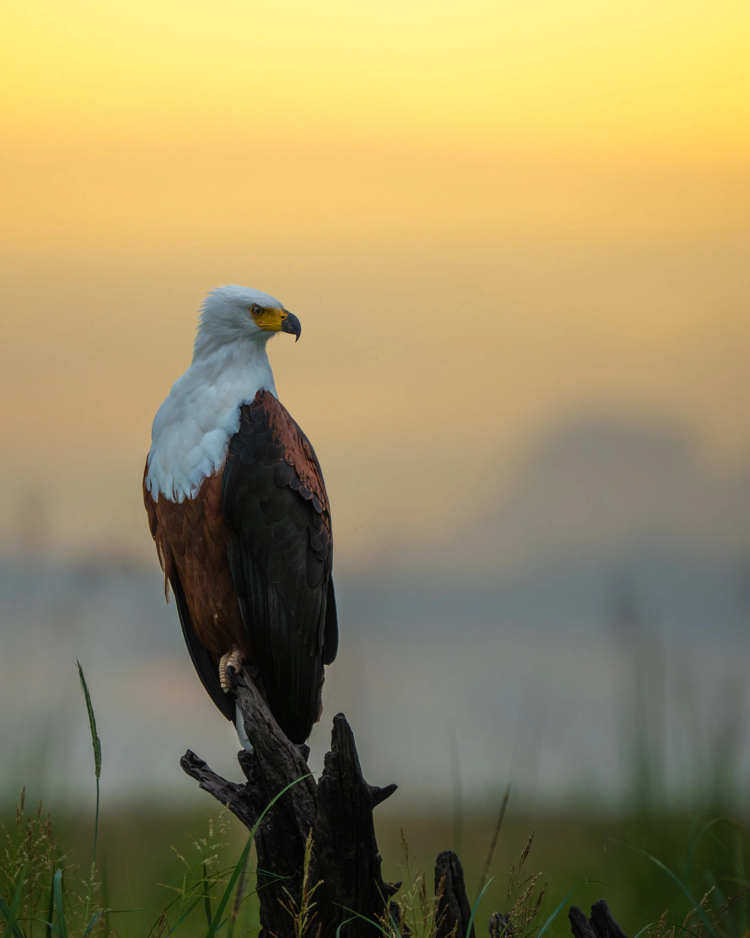 FishEagle02.jpg
