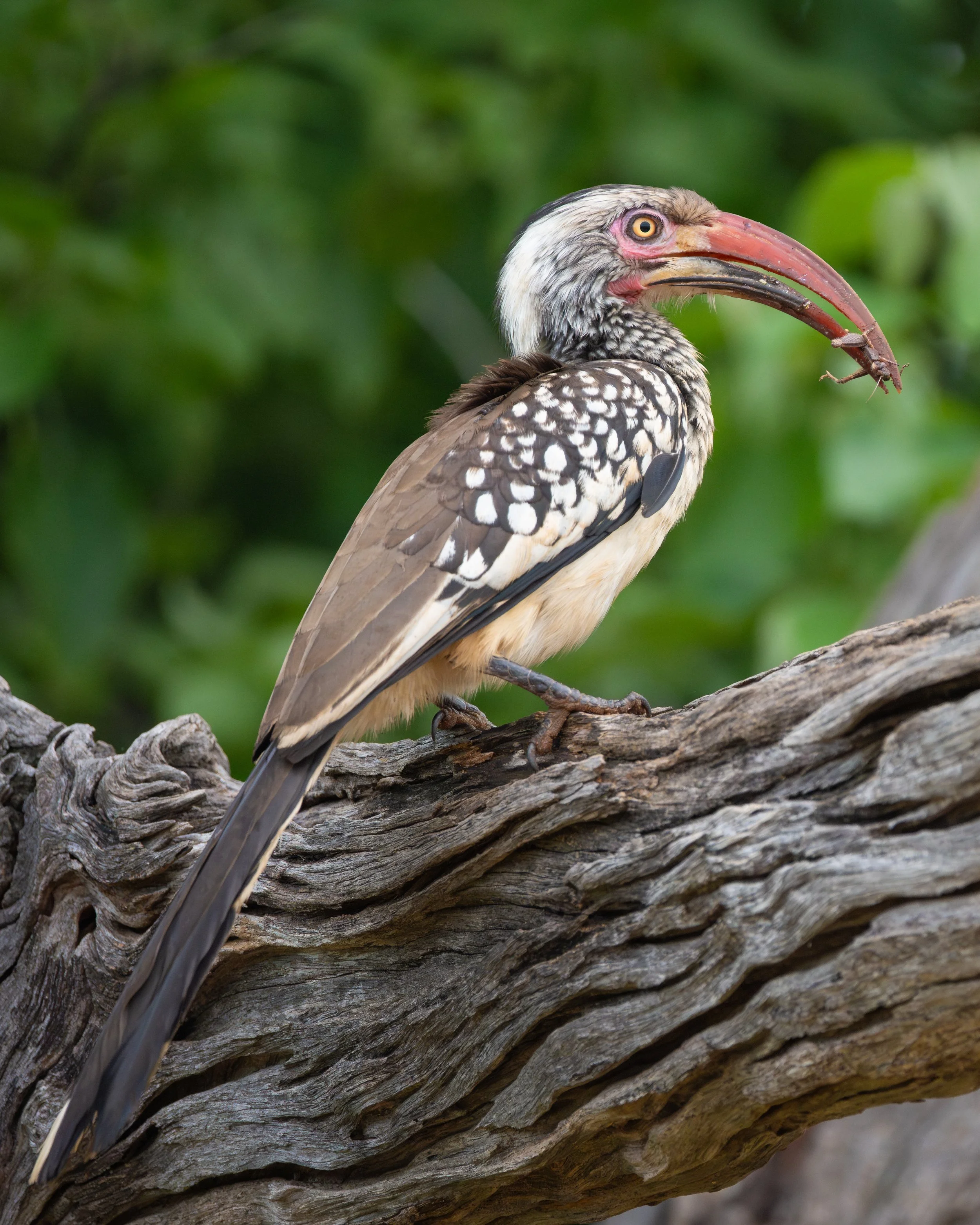 Hornbill01-2.jpg