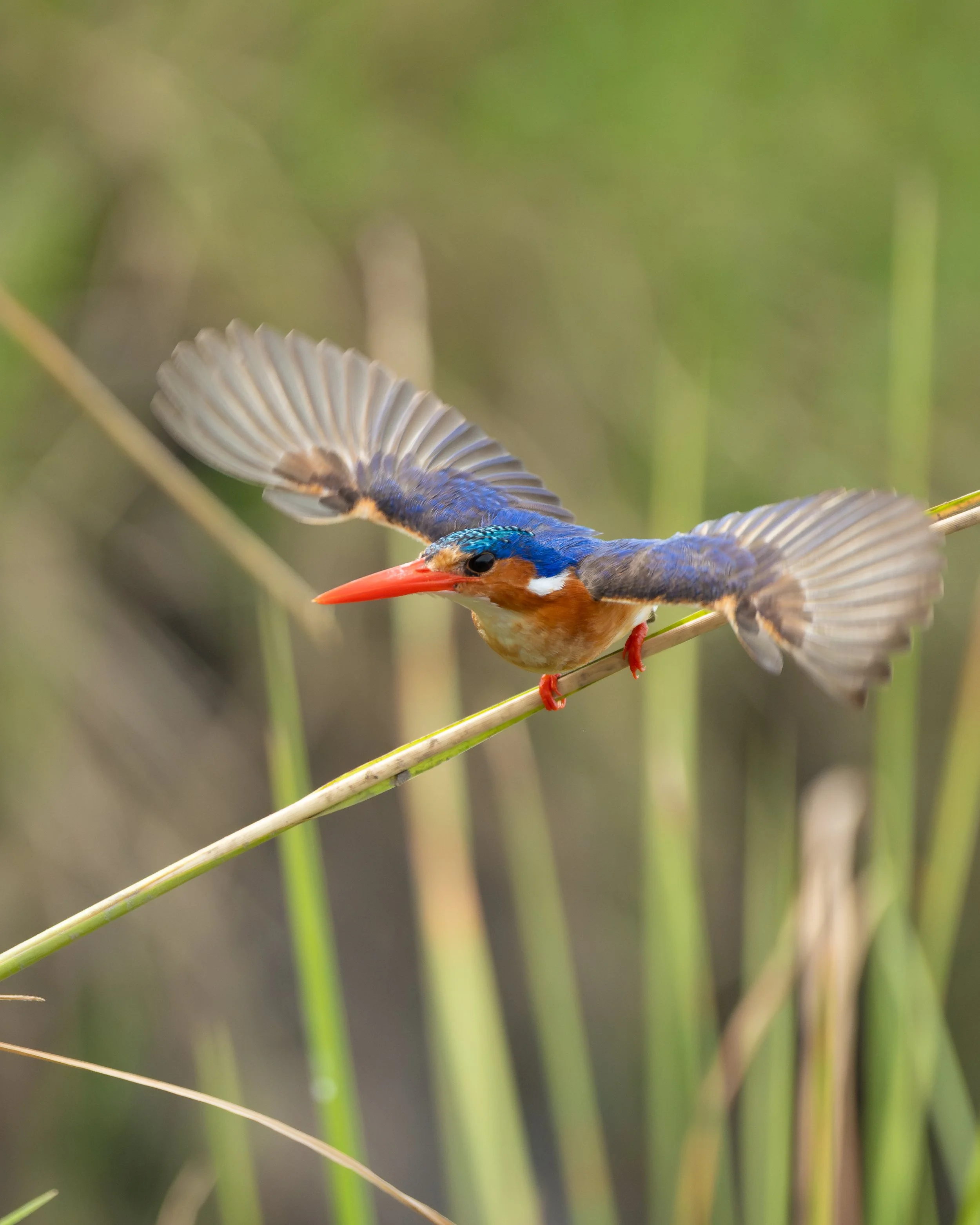 malachiteKingfisherTakeoff_01.jpg