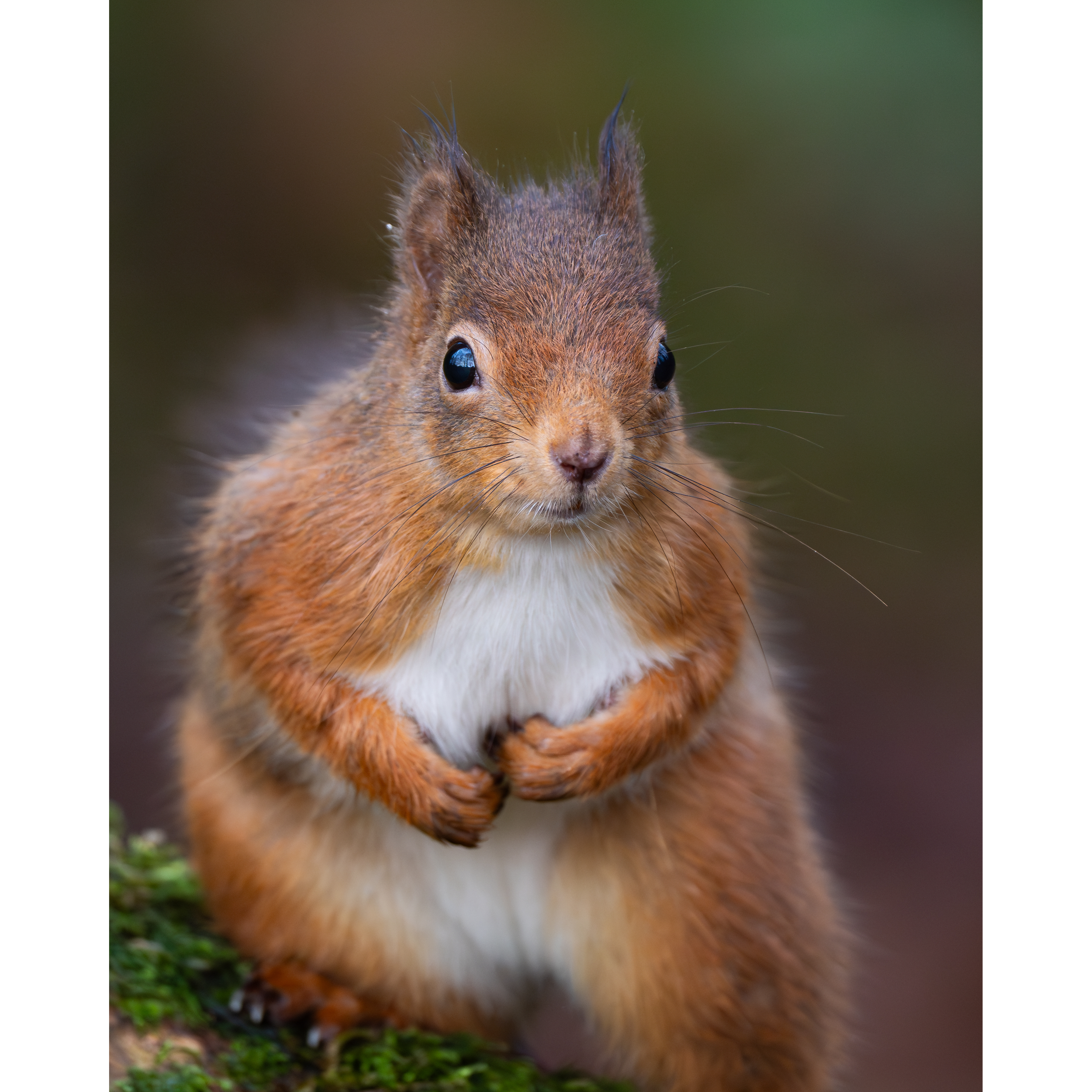 RedSquirrel5StorePage.png