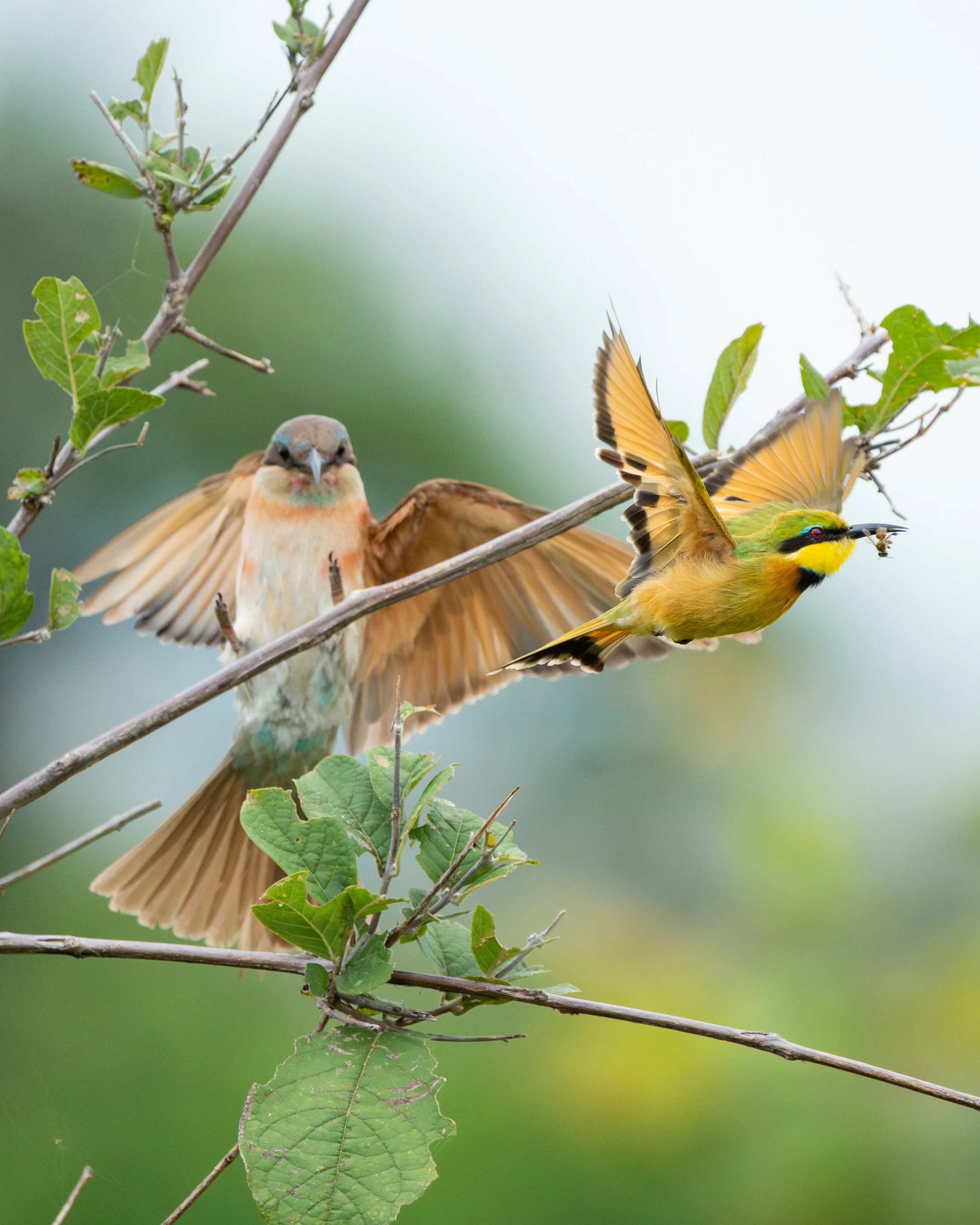 CarmineAndLitteBeeEaters02.jpg