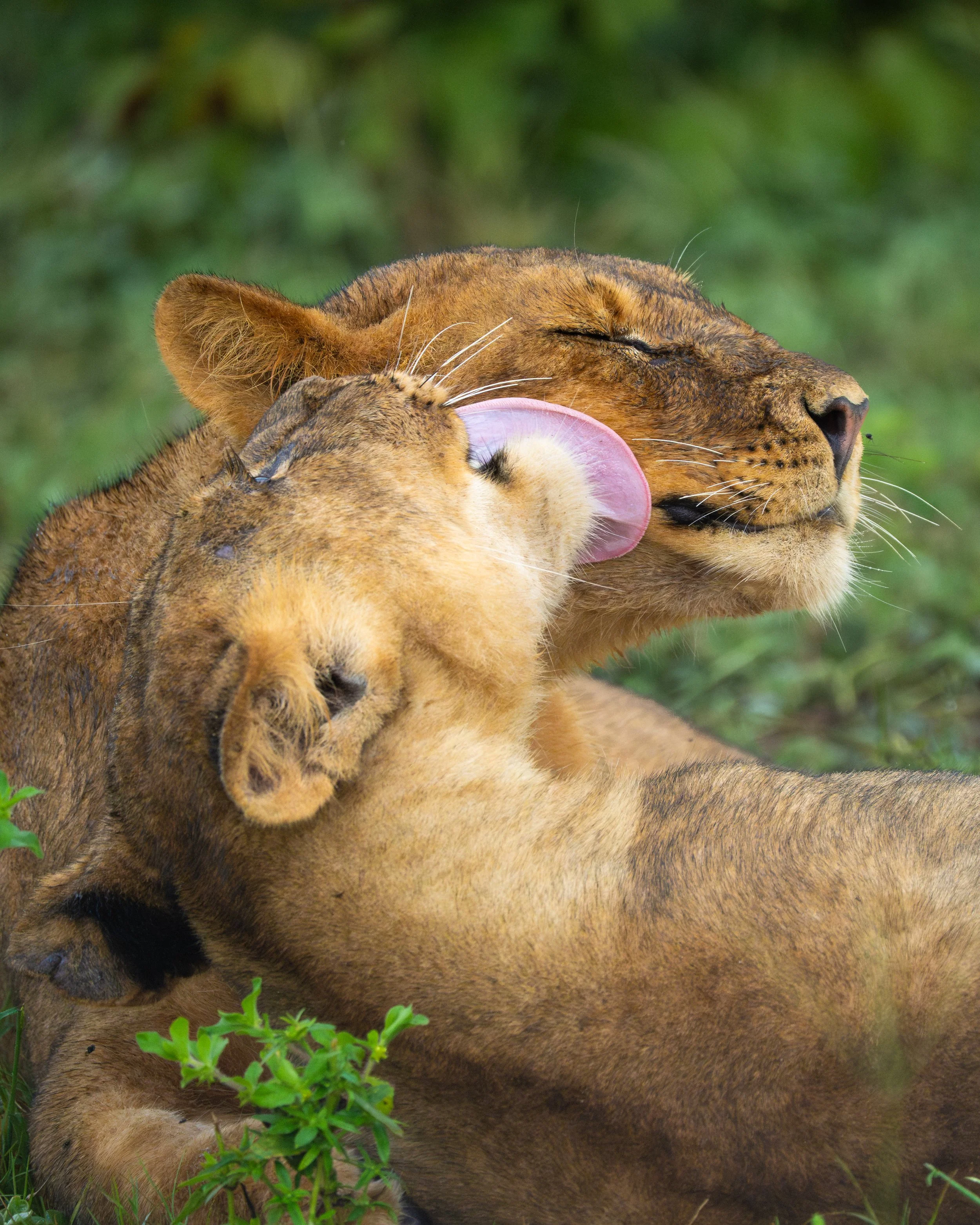 Lion03.jpg