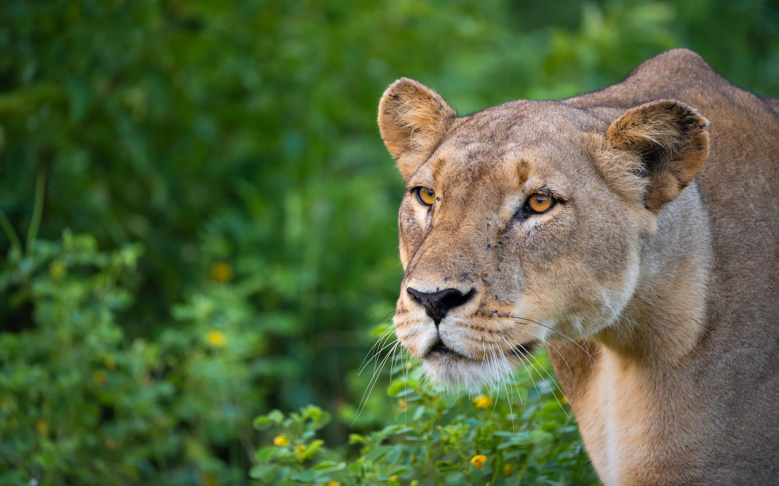 Lioness01-6_WEB.jpg