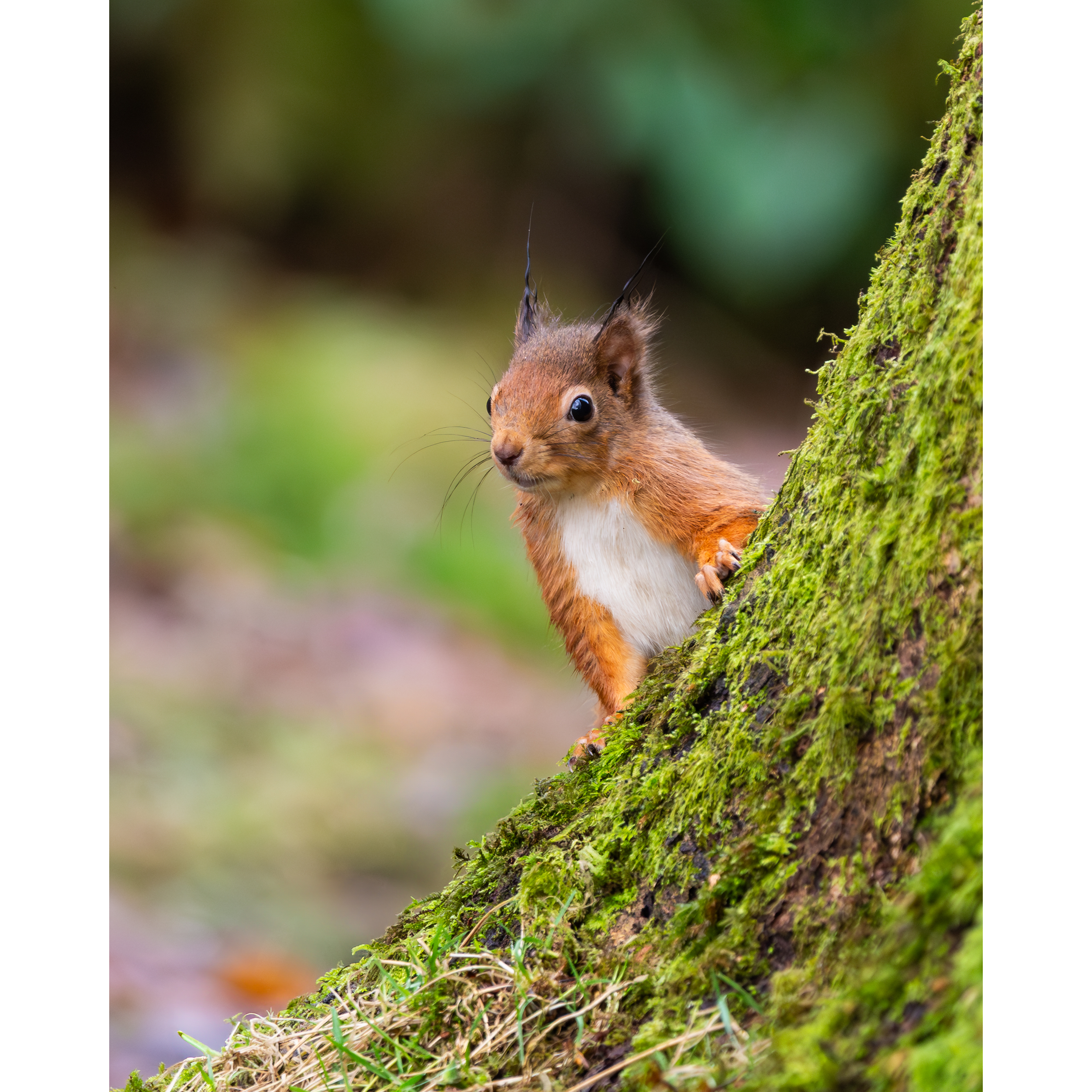 RedSquirrel1StorePage.png