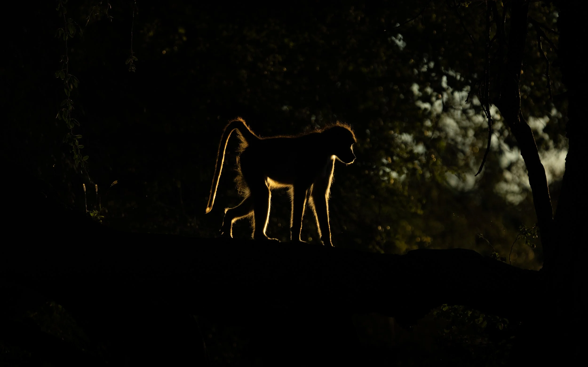 BaboonBacklit01.jpg