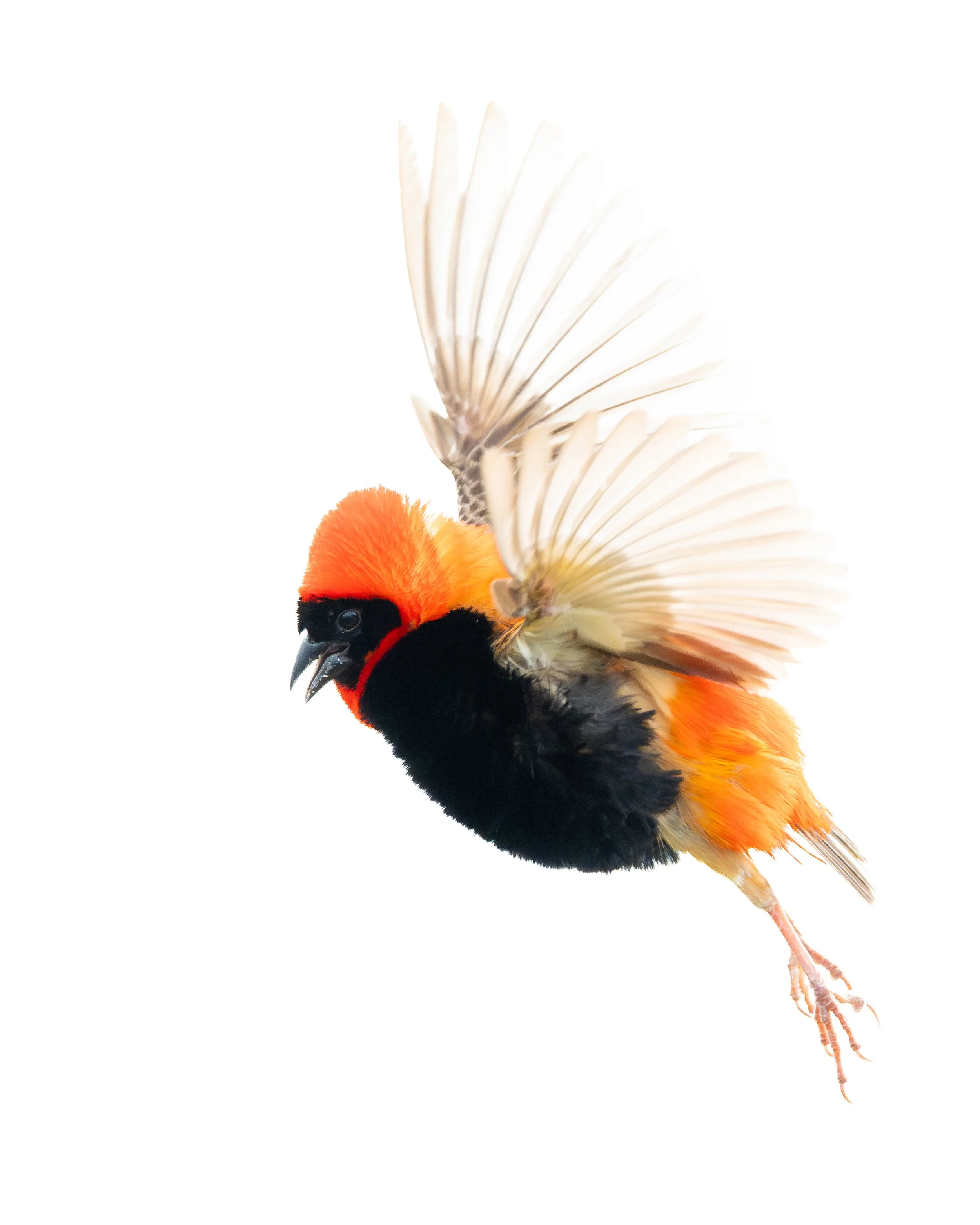 RedBishop01.jpg