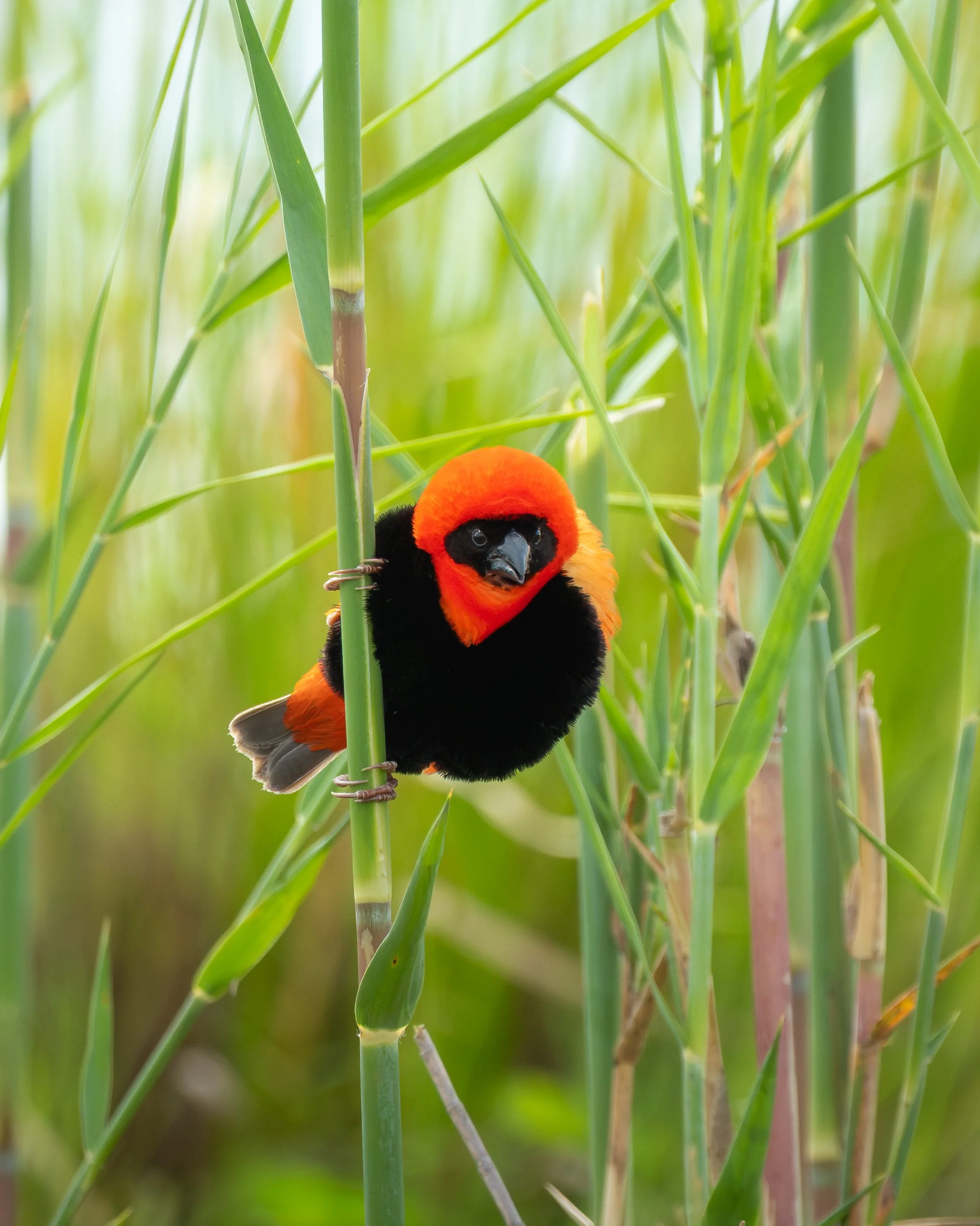 RedBishop02.jpg