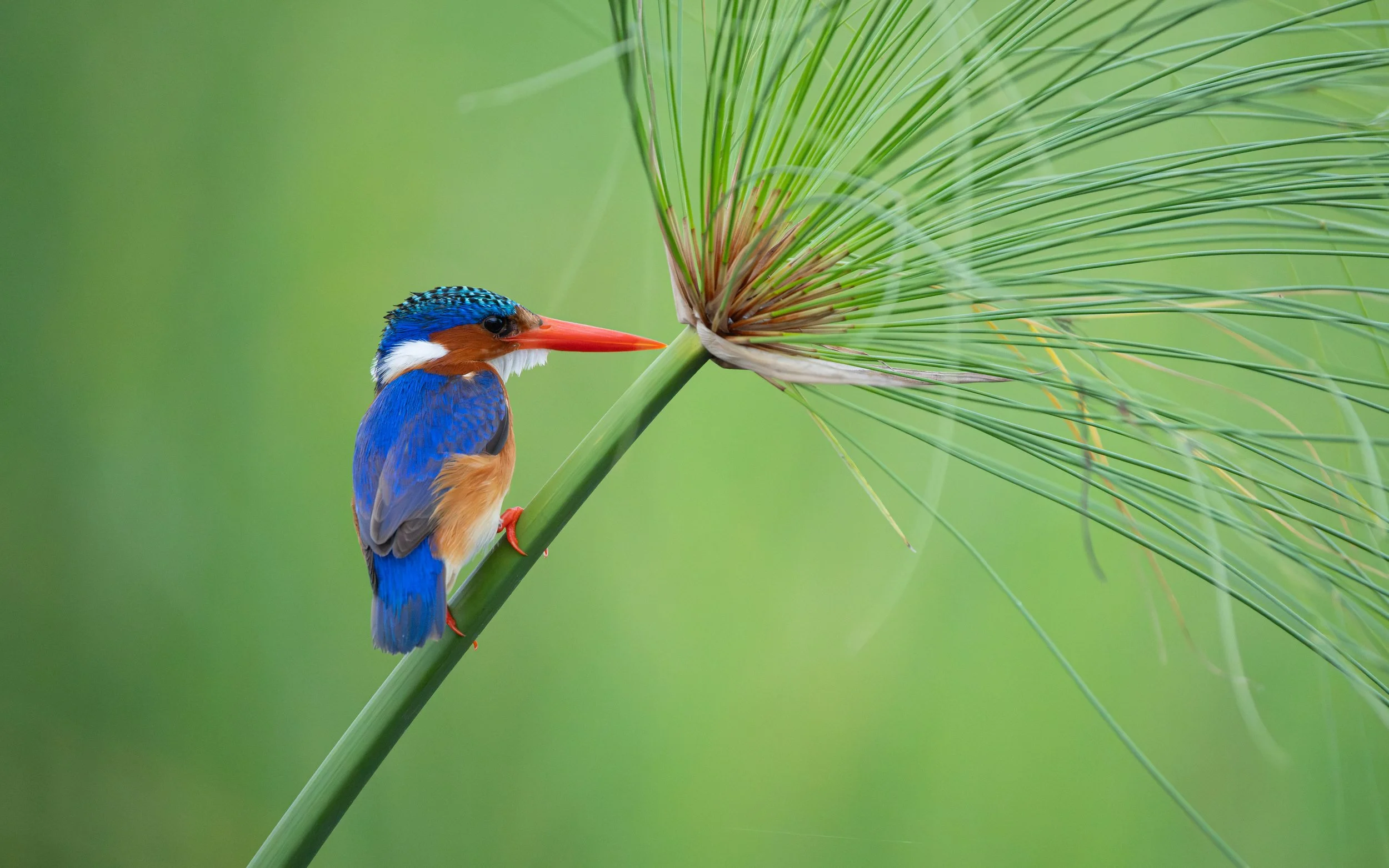 MalachiteKingfisher_01_WEB.jpg