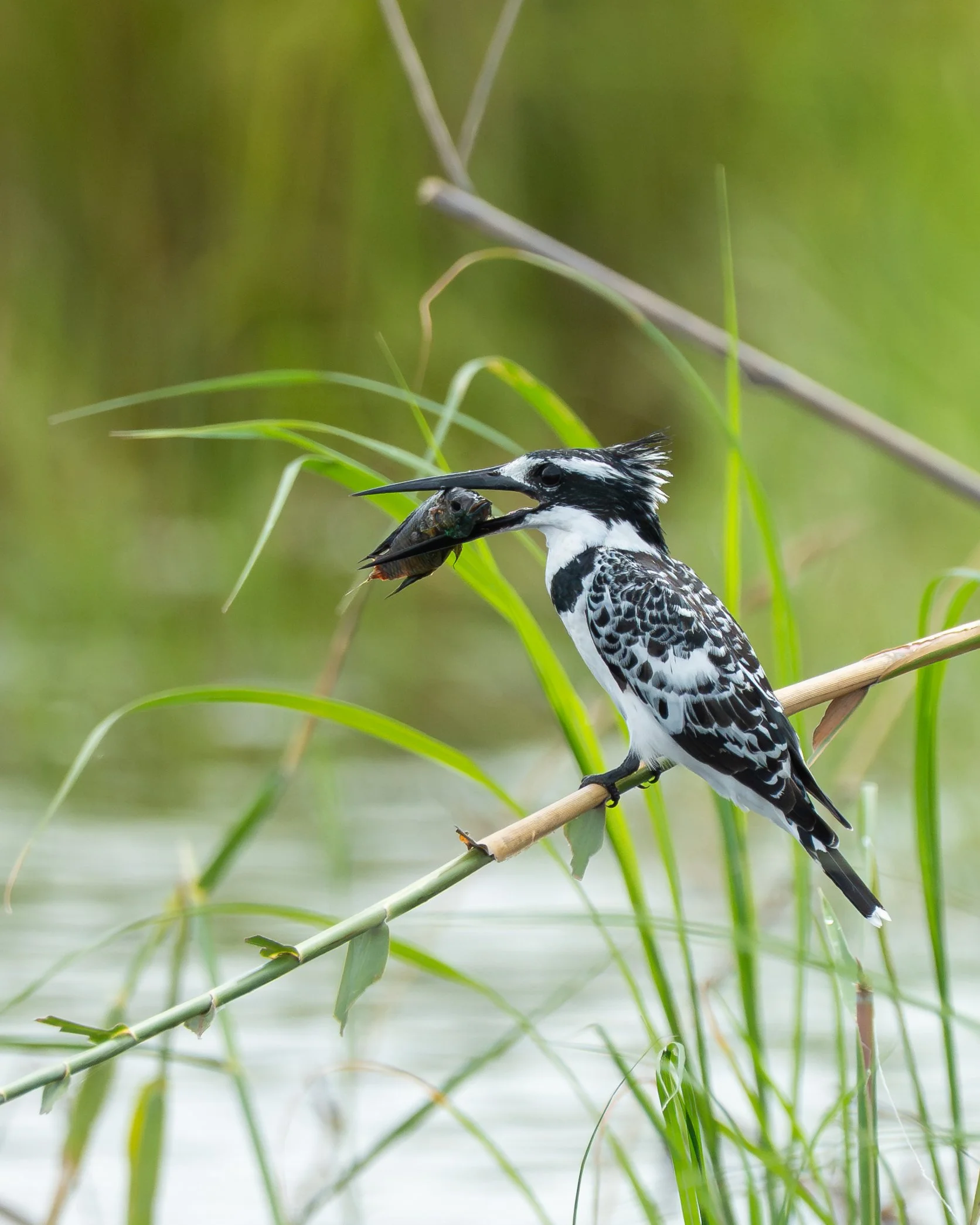 PiedKingfisher_02.jpg
