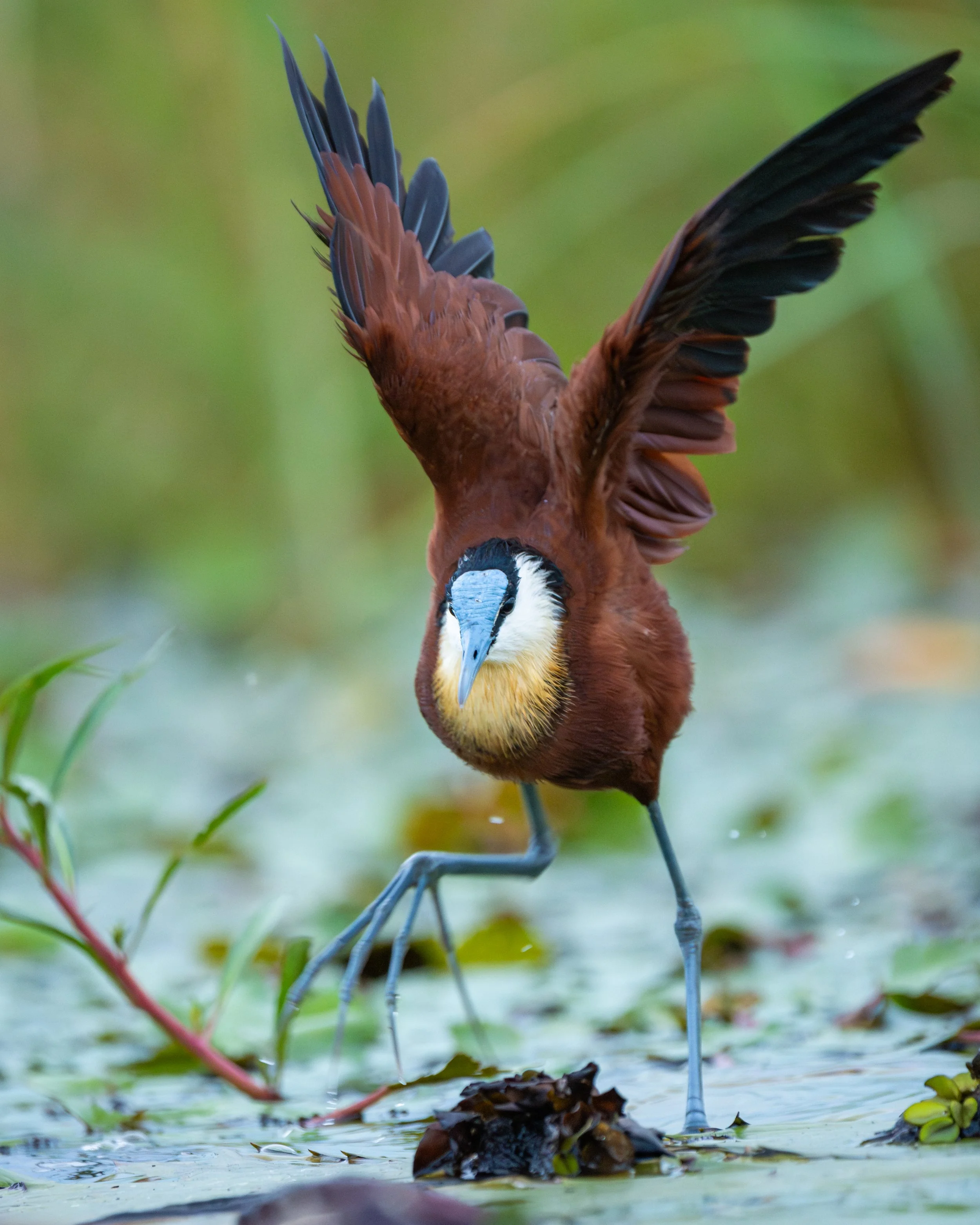 Jacana_02.jpg