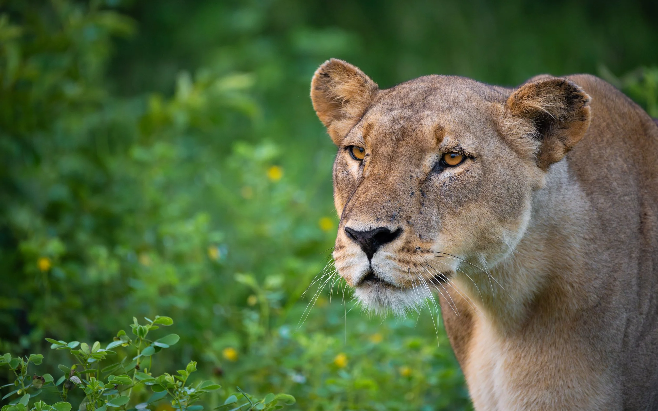 Lioness01-4_WEB.jpg