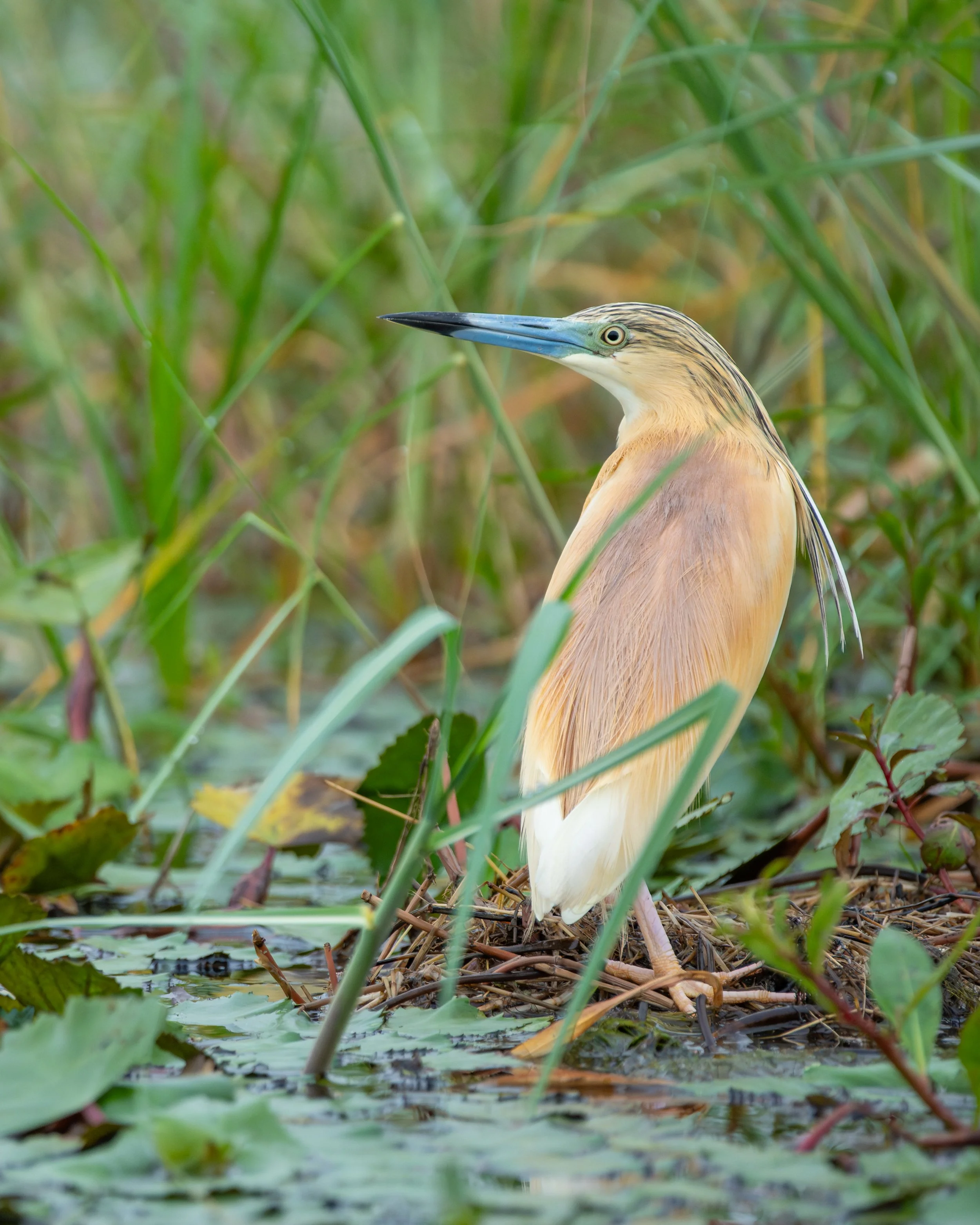 squacco_heron_01.jpg