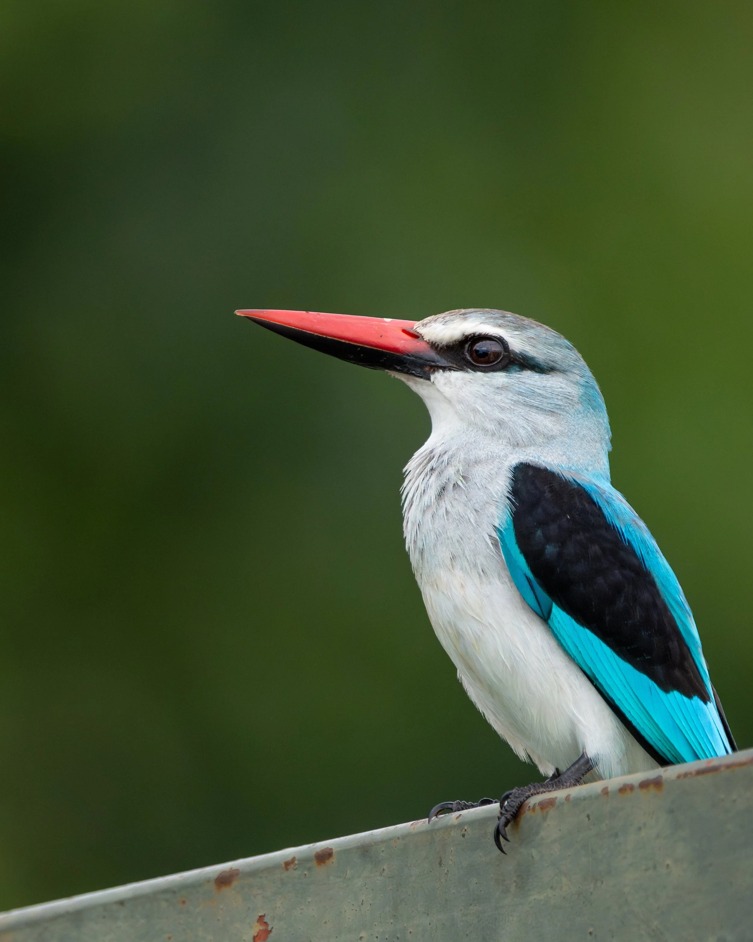 WoodlandKingfisher01.jpg