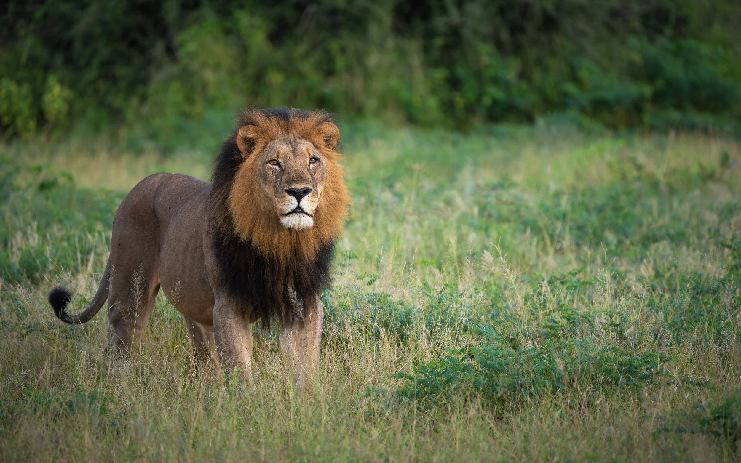 Lion02_WEB.jpg