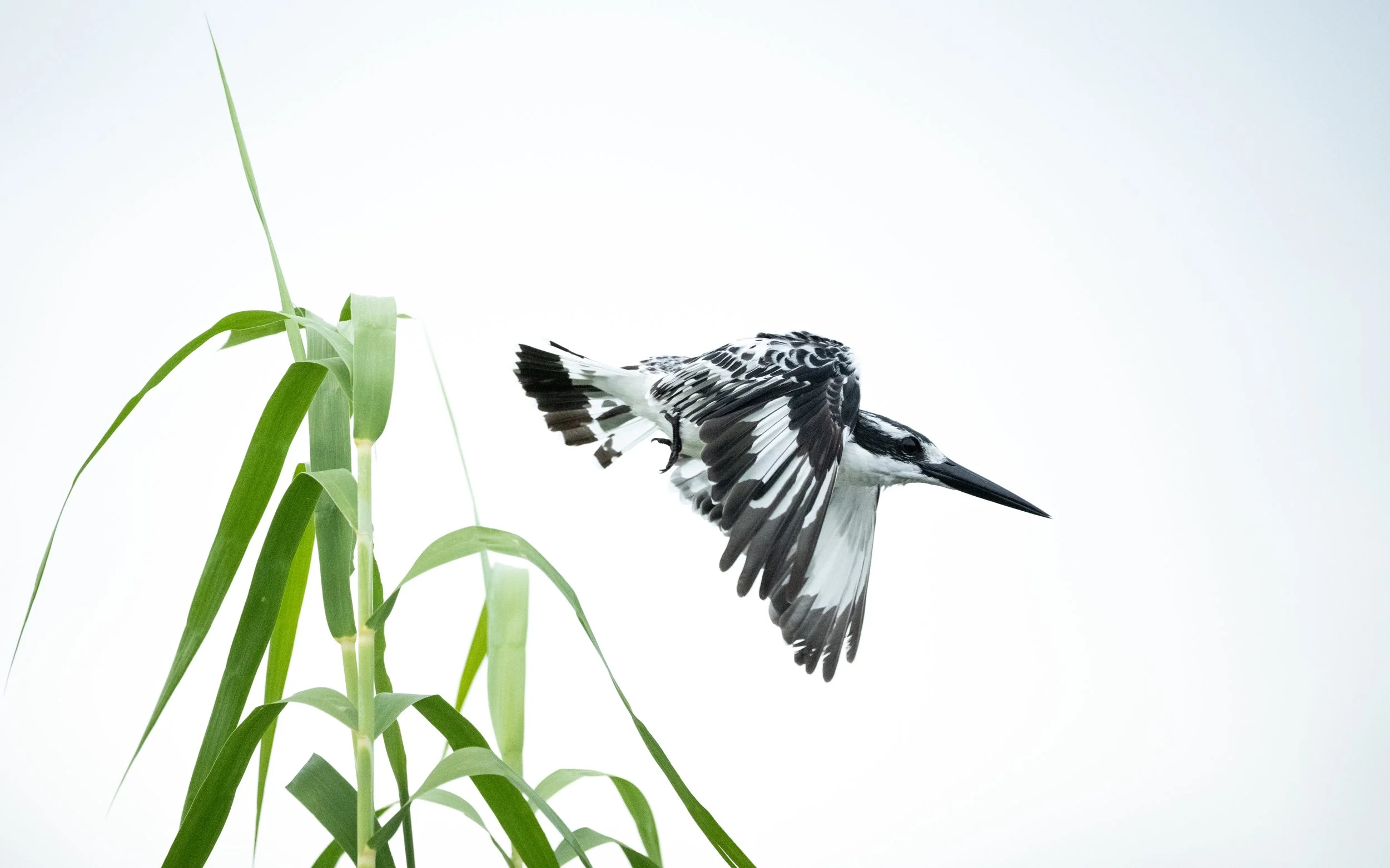 PiedKingfisher03.jpg