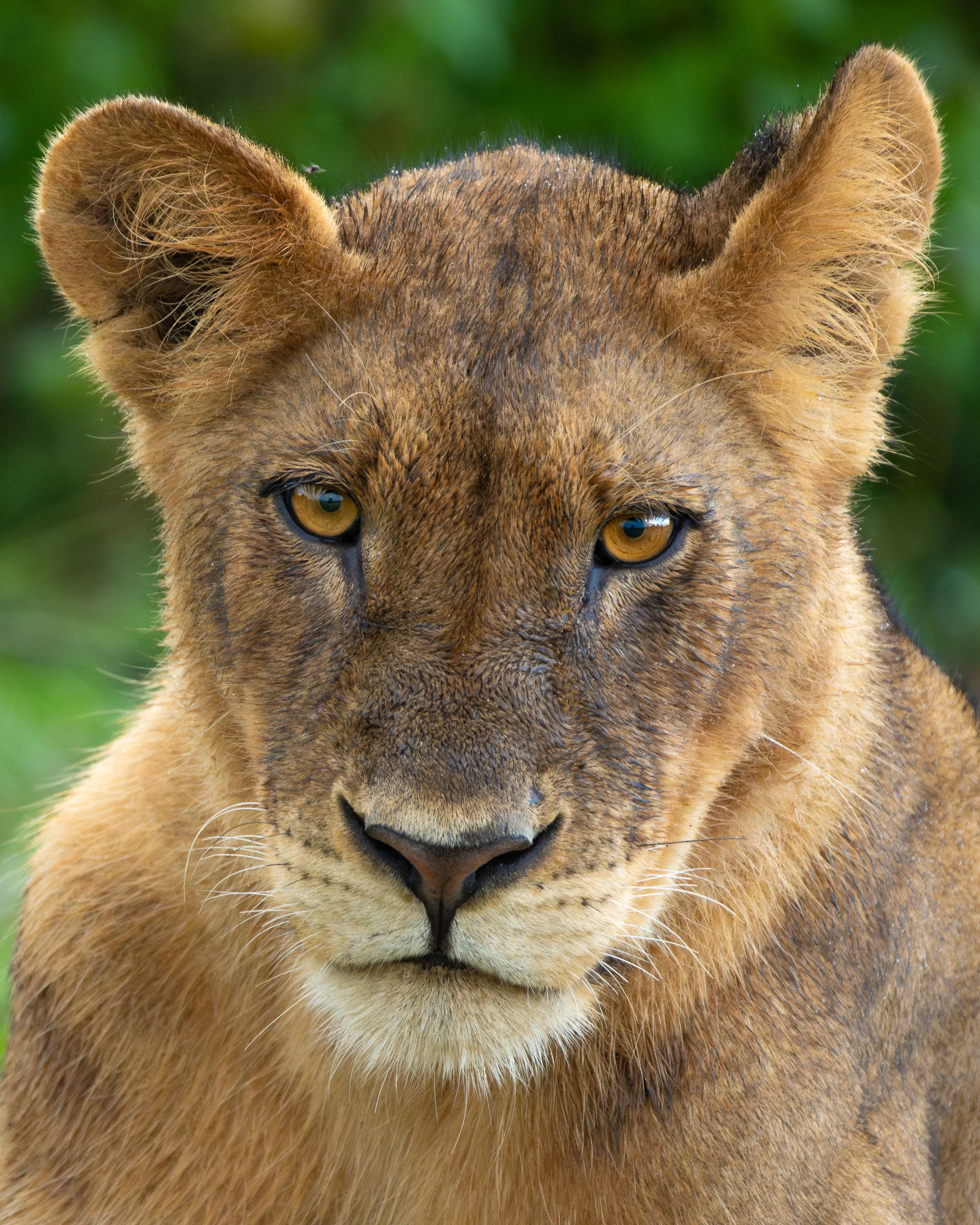 Lion04.jpg