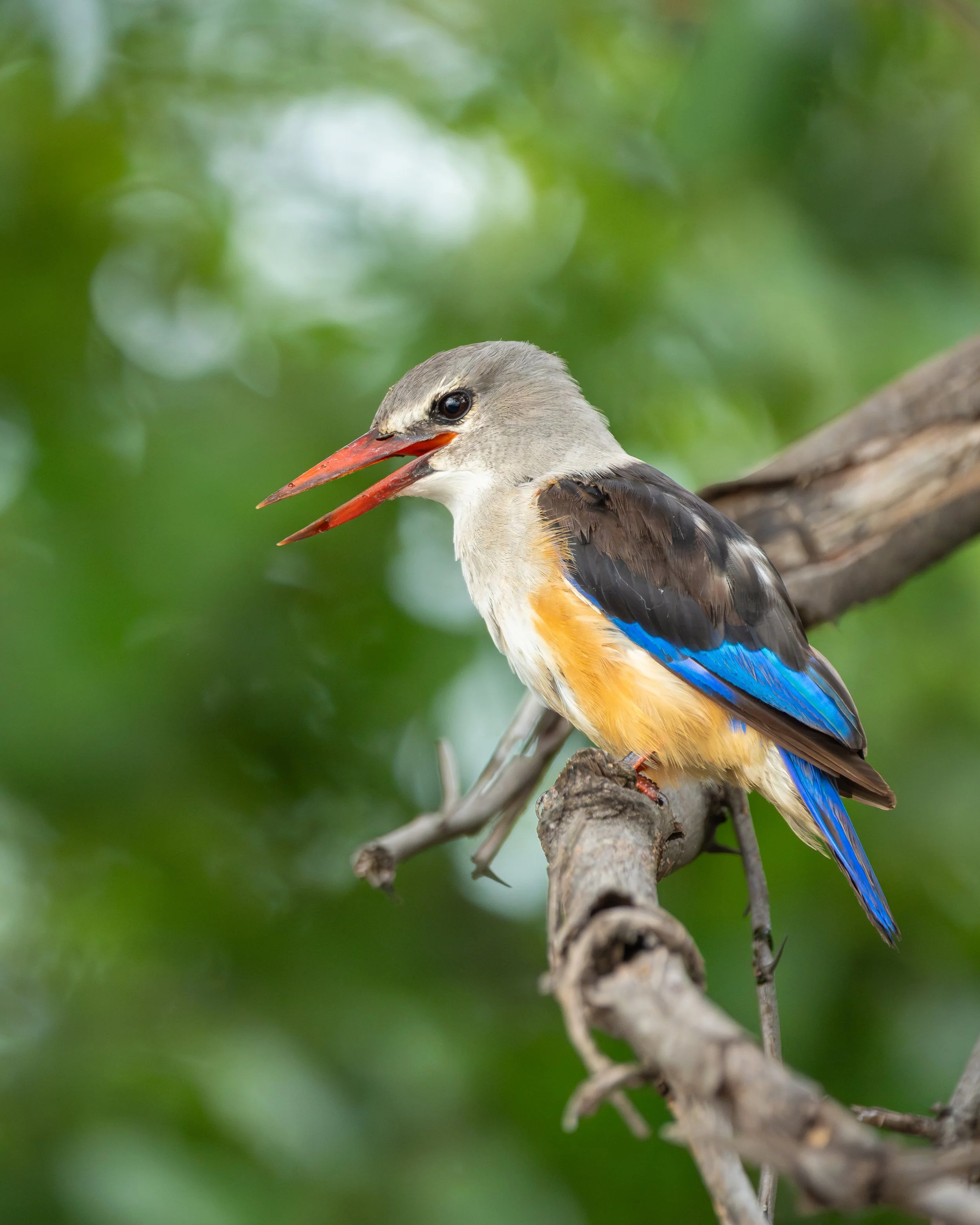 GreyHeadedKingfisher_06.jpg