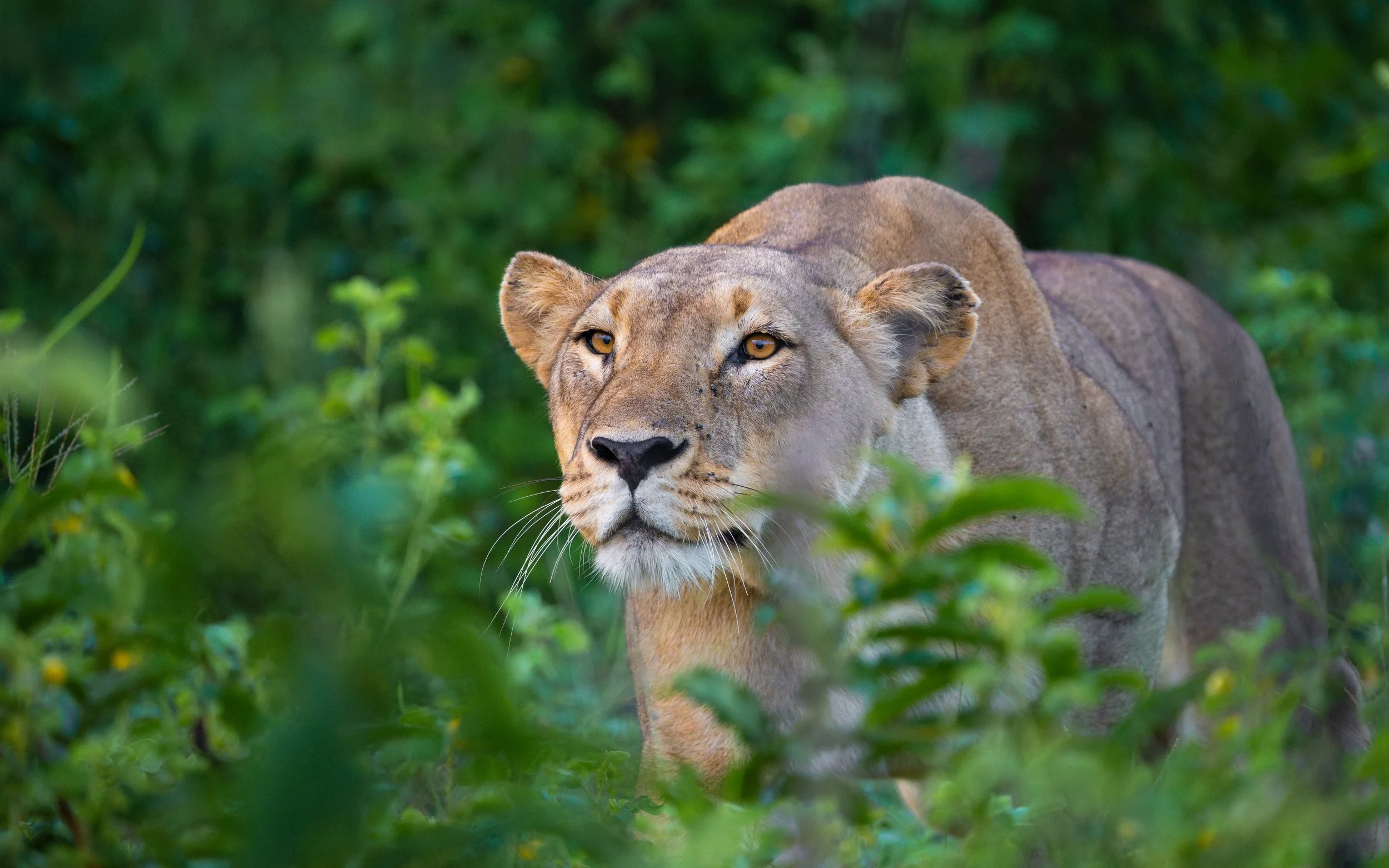Lioness01-2_WEB.jpg