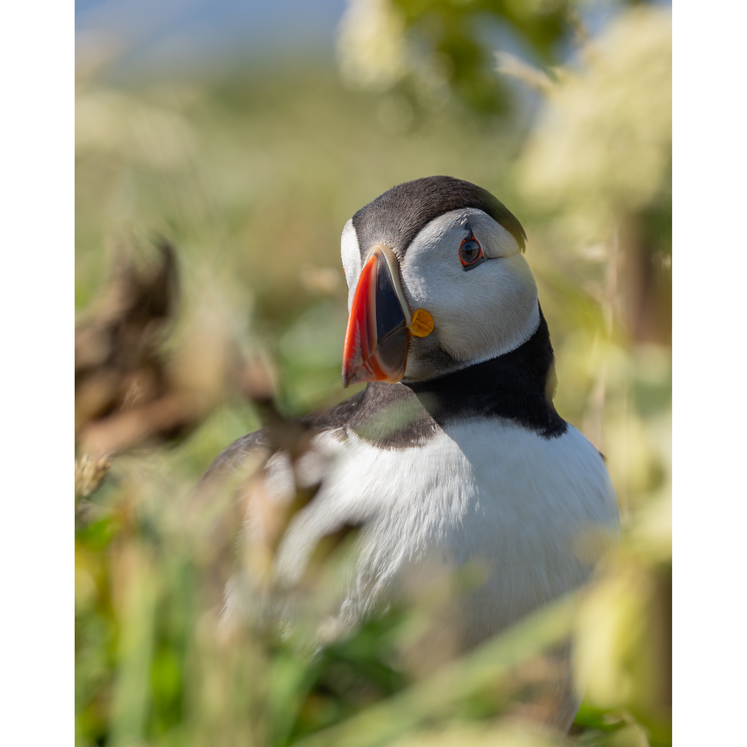 Puffin_7-3_StorePage.png