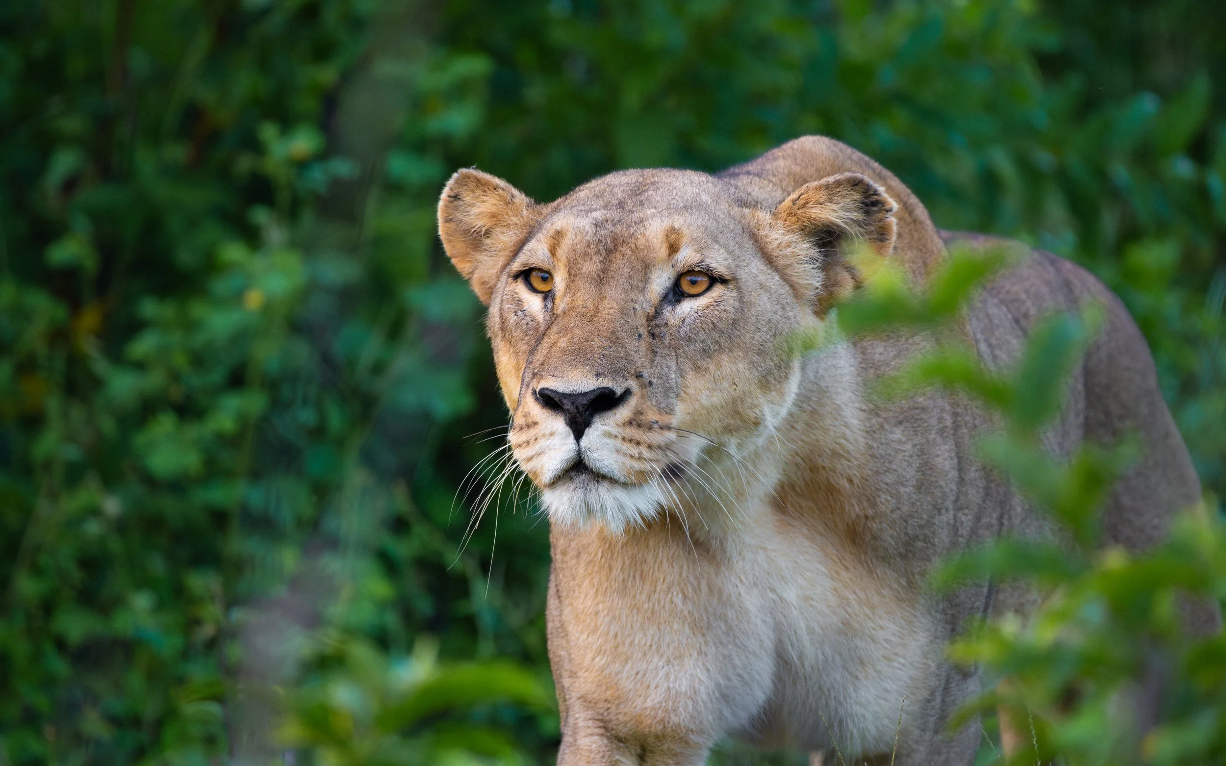 Lioness01.jpg