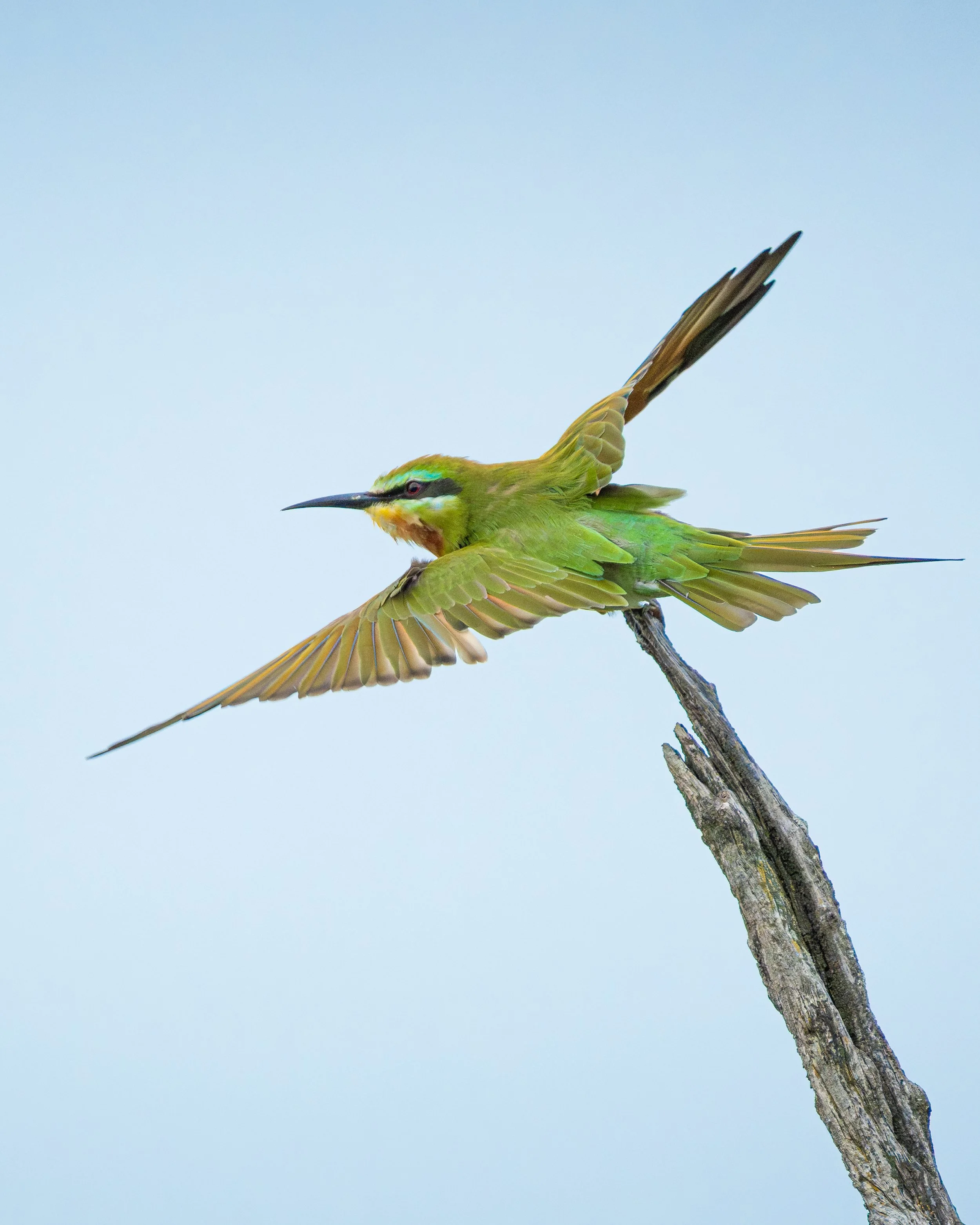 BeeEater_02.jpg