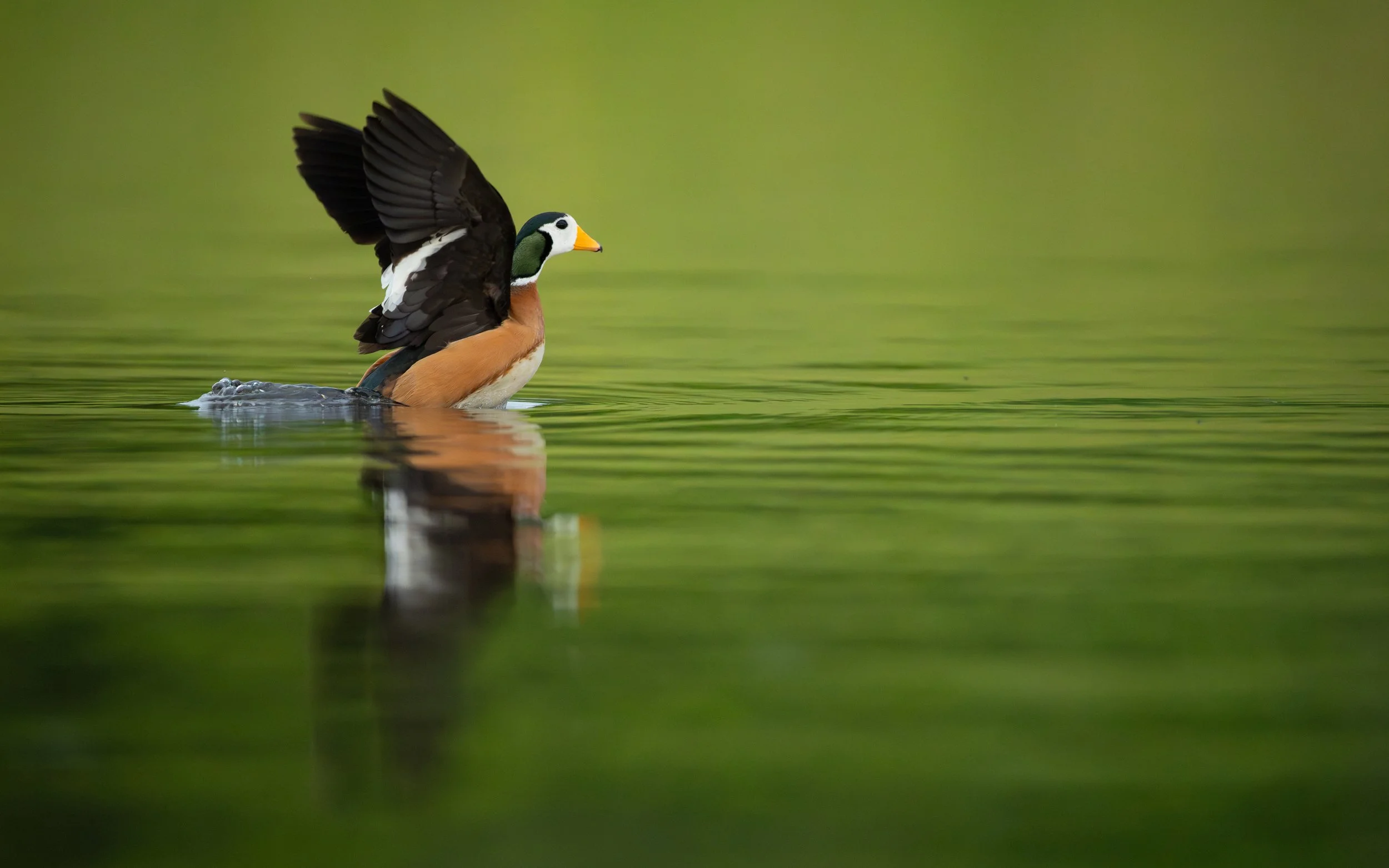 AfricanPygmyGoose_WEB.jpg