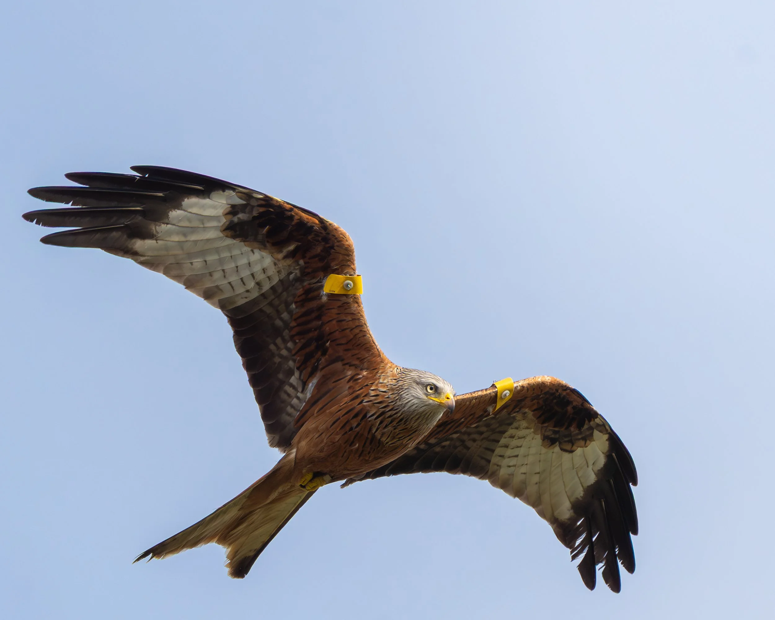 RedKite_4.jpg
