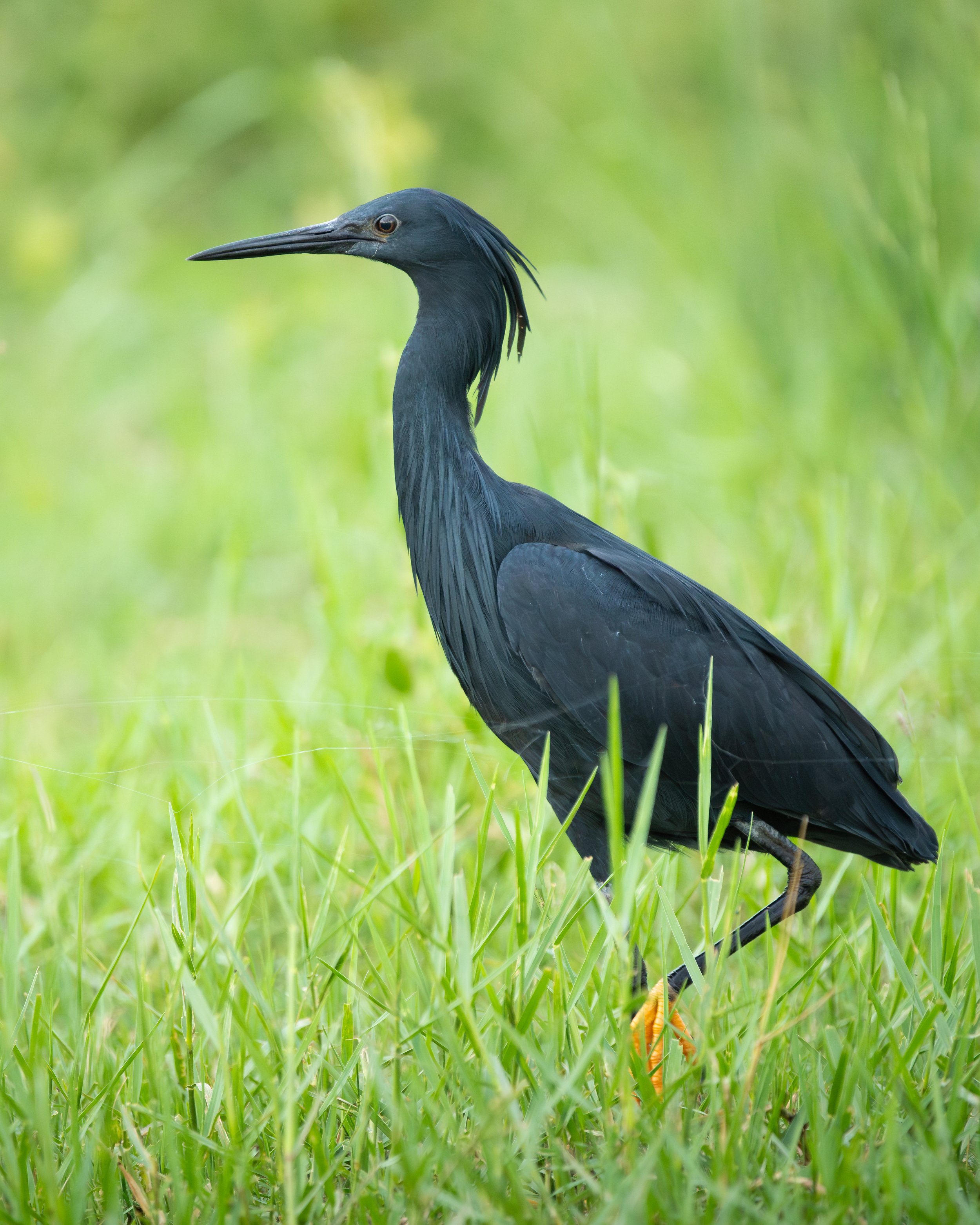 BlackHeron_01.jpg