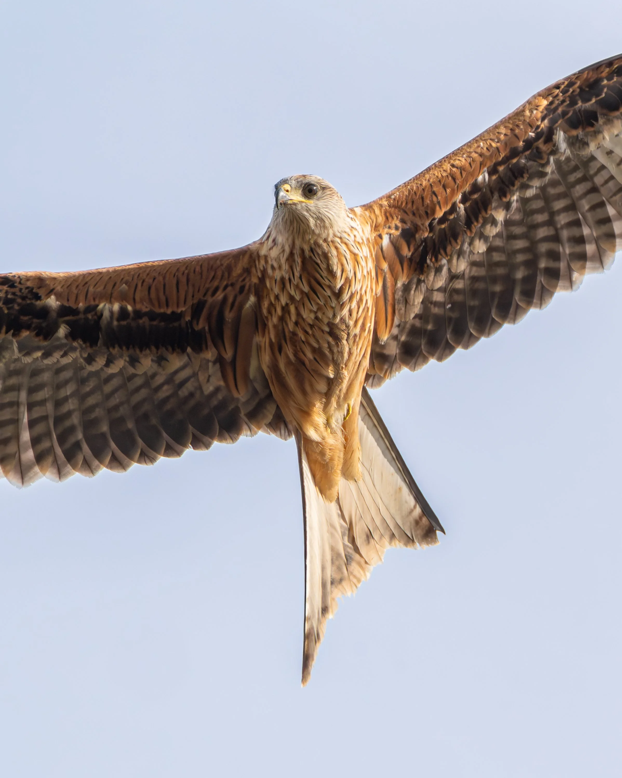 RedKite-4.jpg