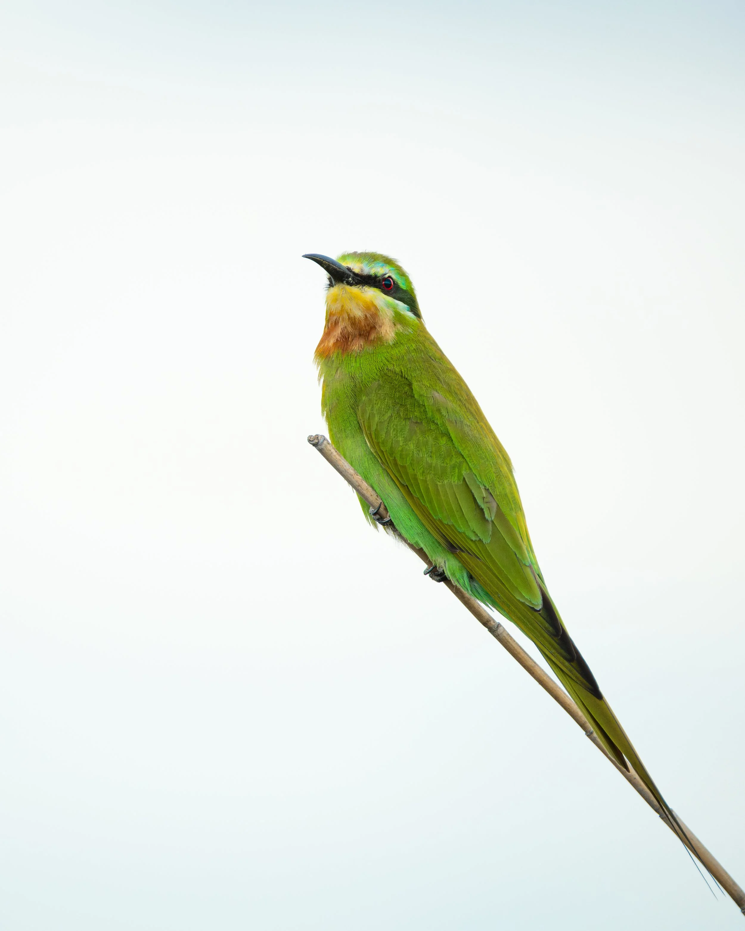 BeeEater_01.jpg