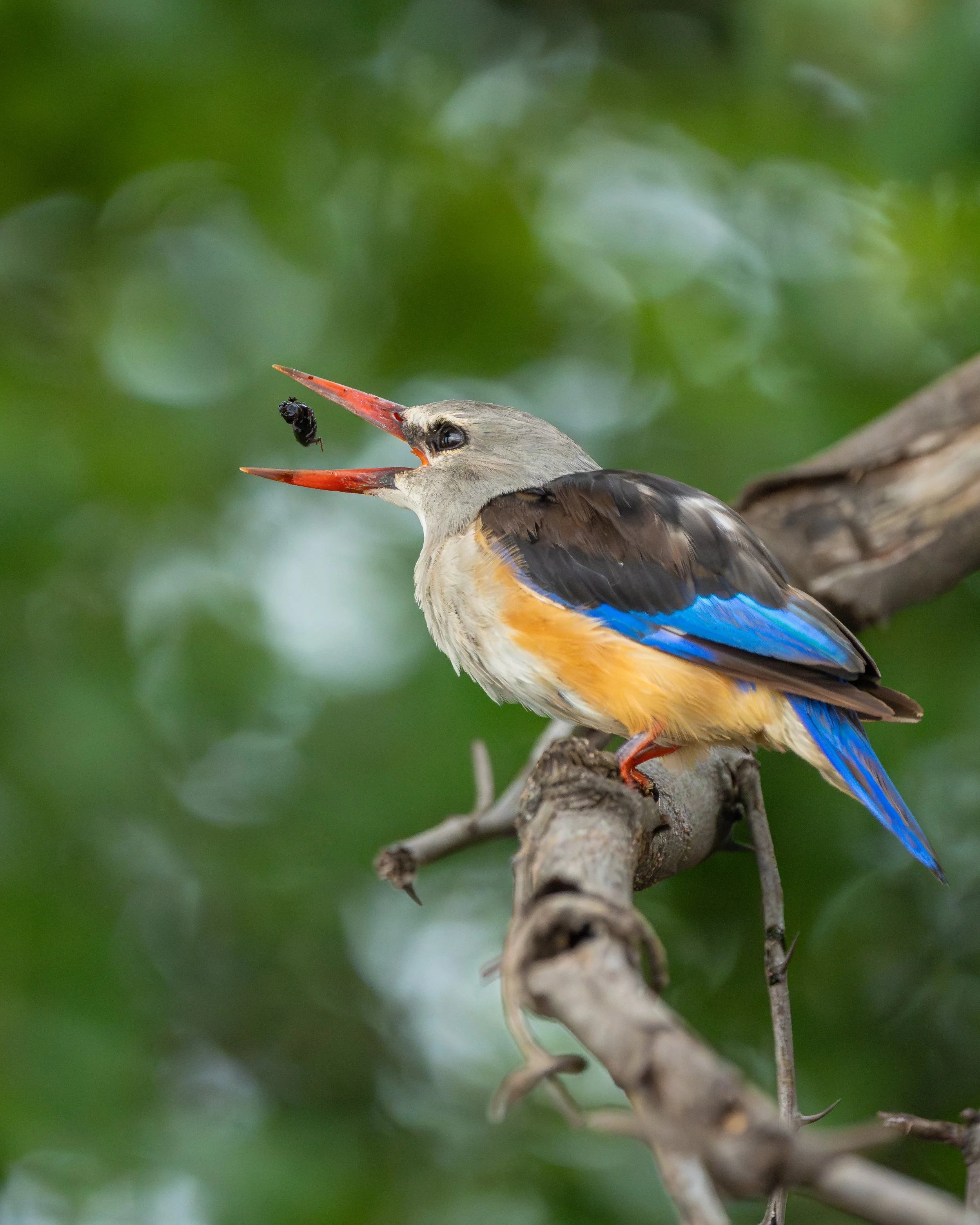GreyHeadedKingfisher_03.jpg