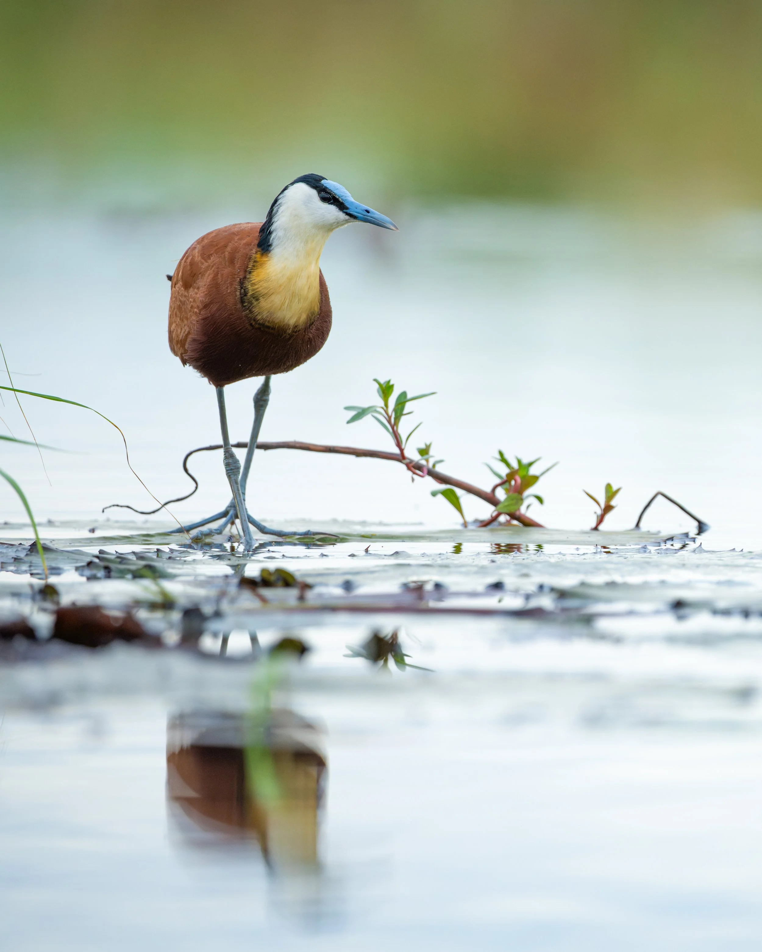 Jacana_03.jpg