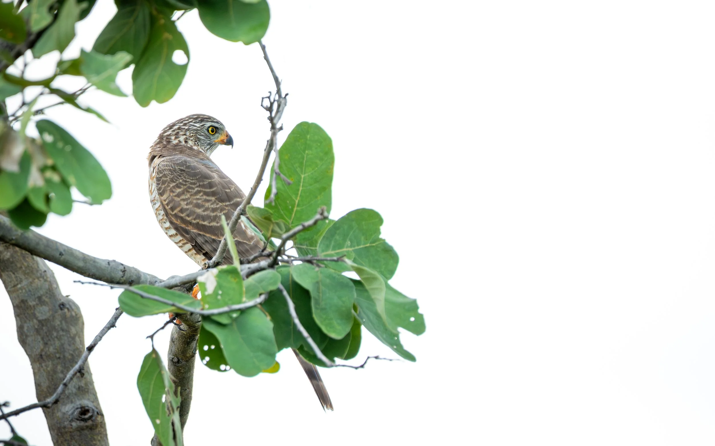 GoshawkOrSparrowhawk01.jpg