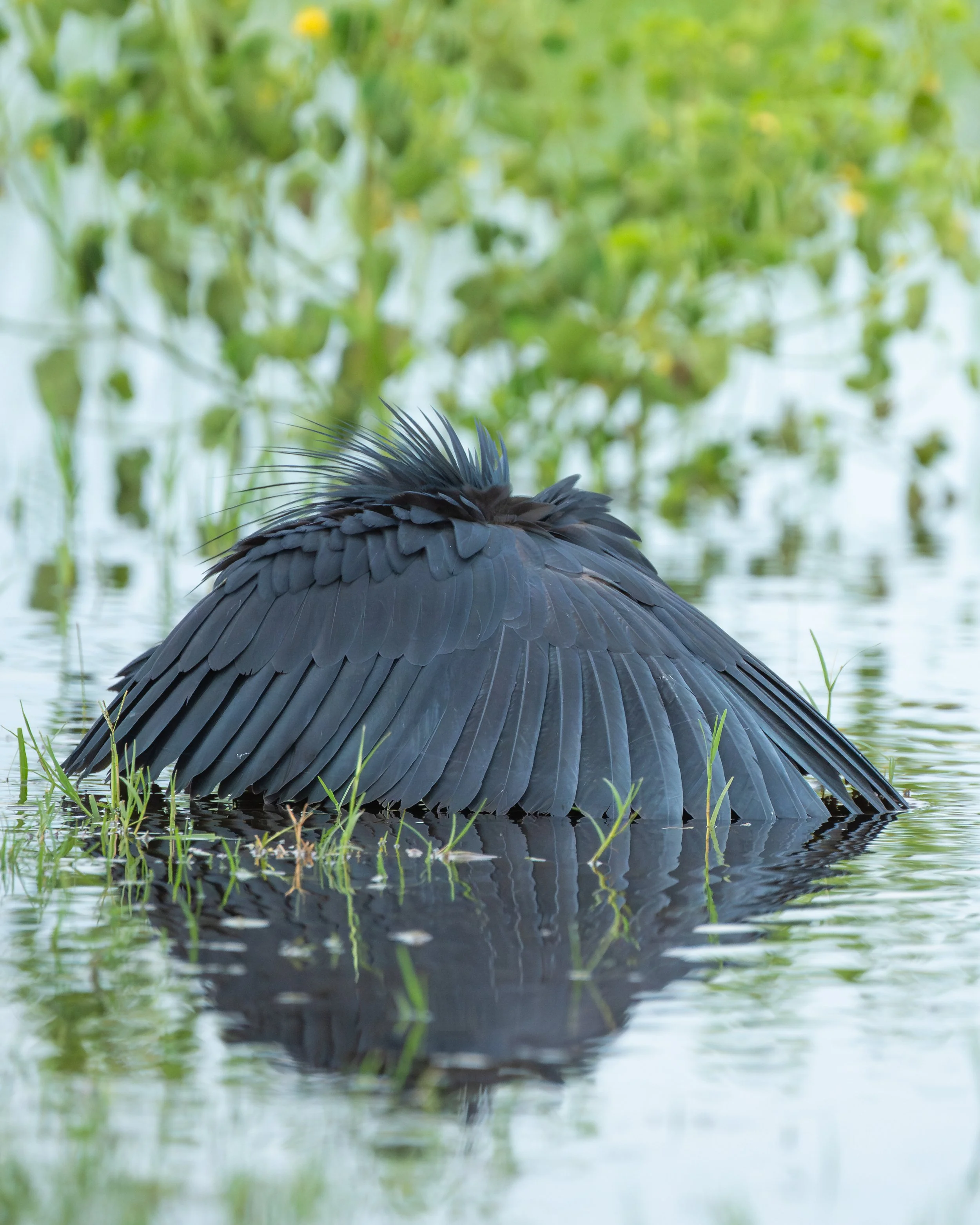 BlackHeron_01-2.jpg