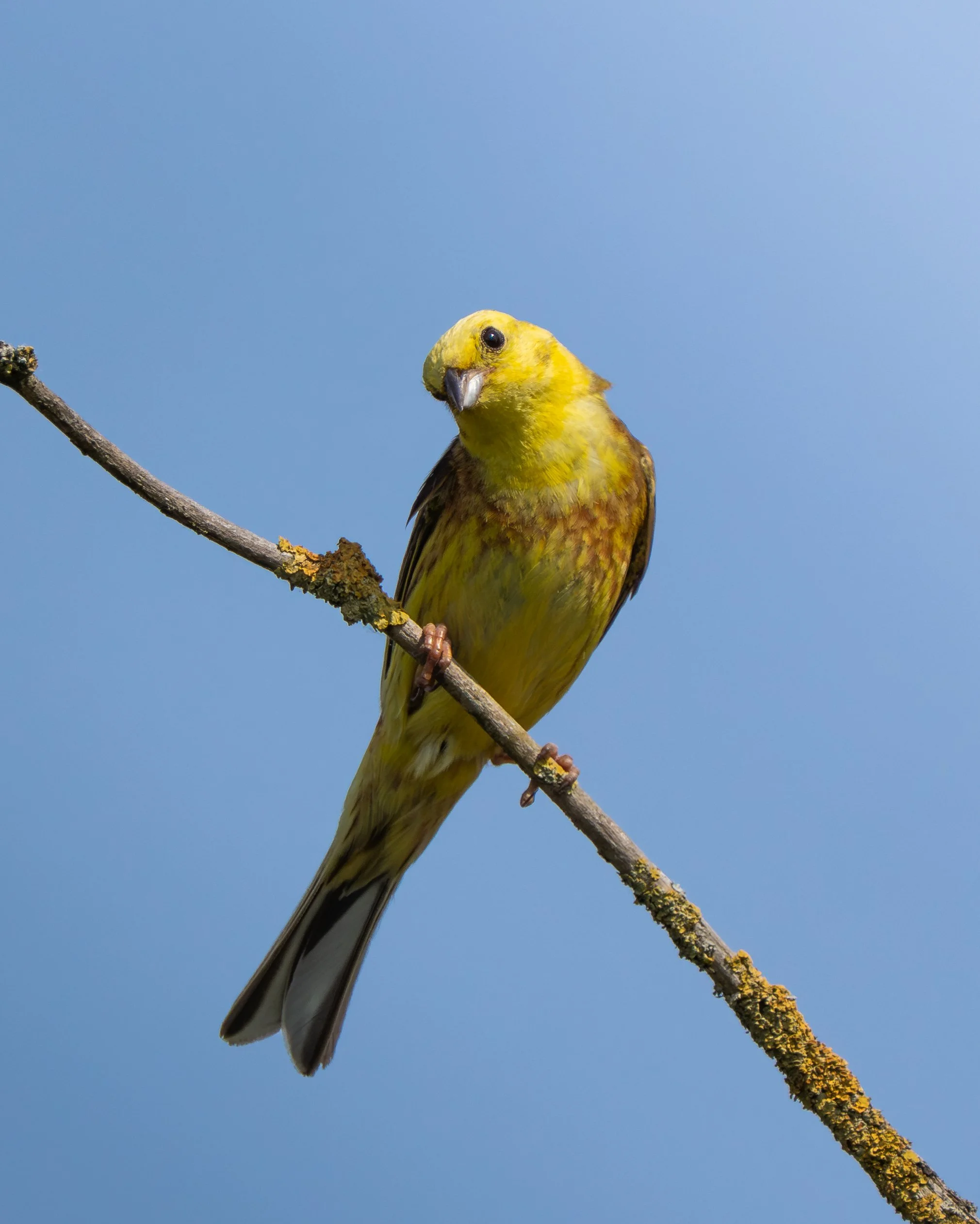 Yellowhammer_03.jpg