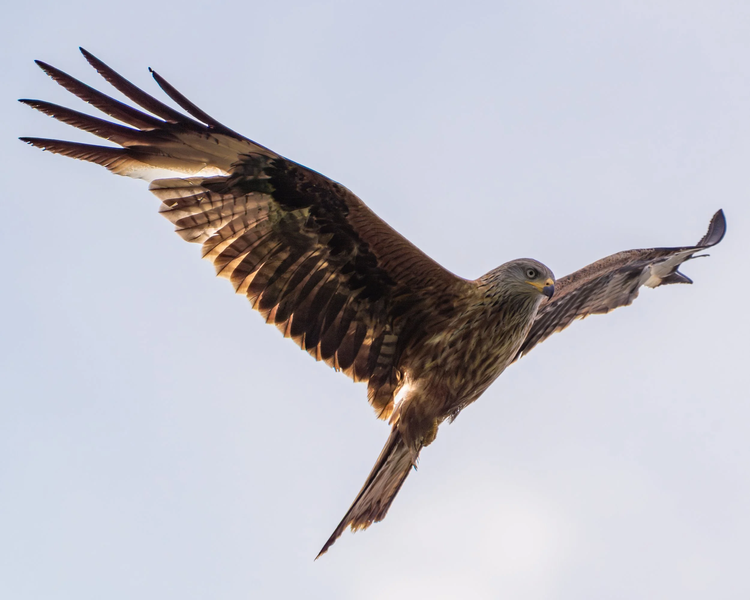 RedKite_02.jpg