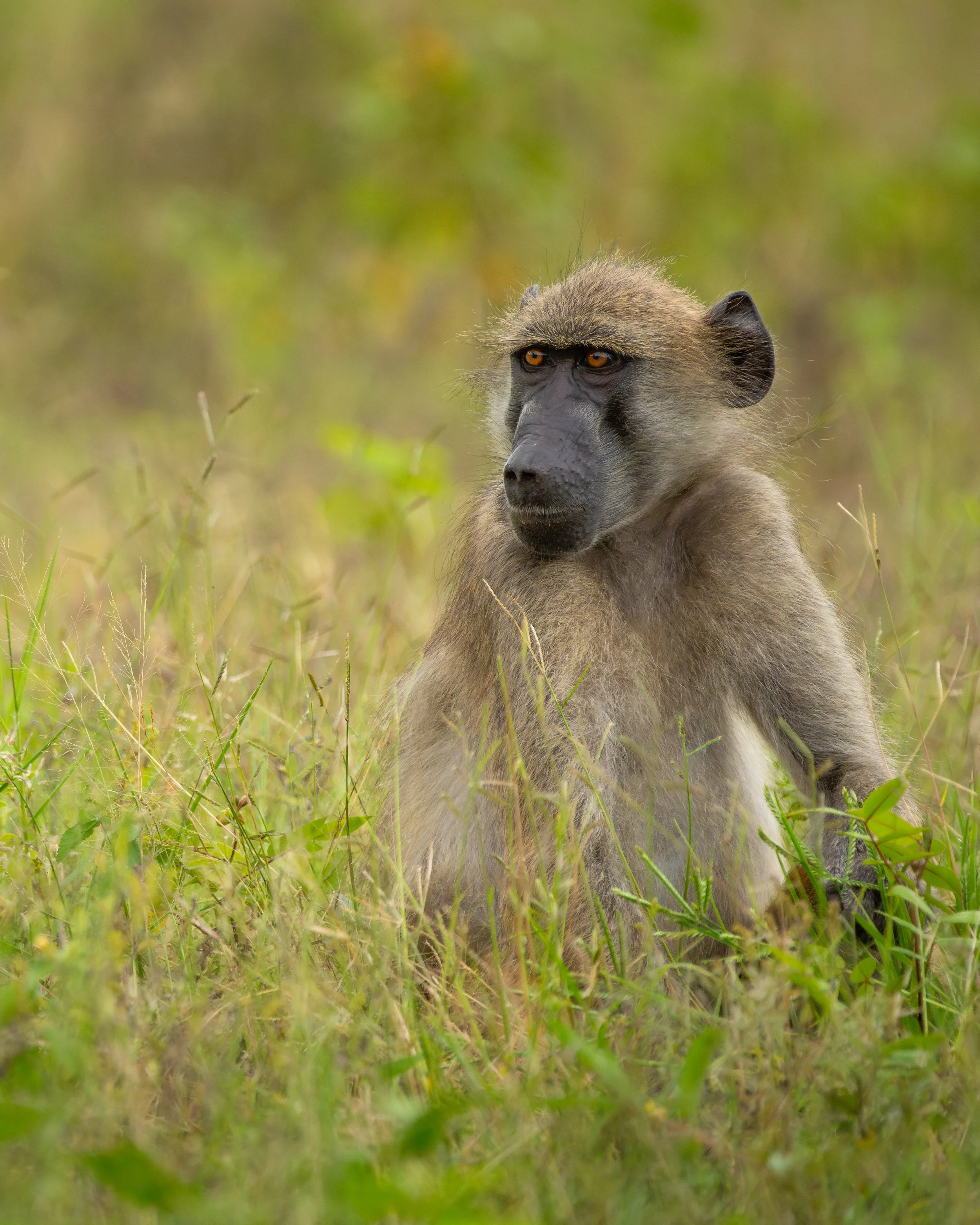 Baboon01.jpg