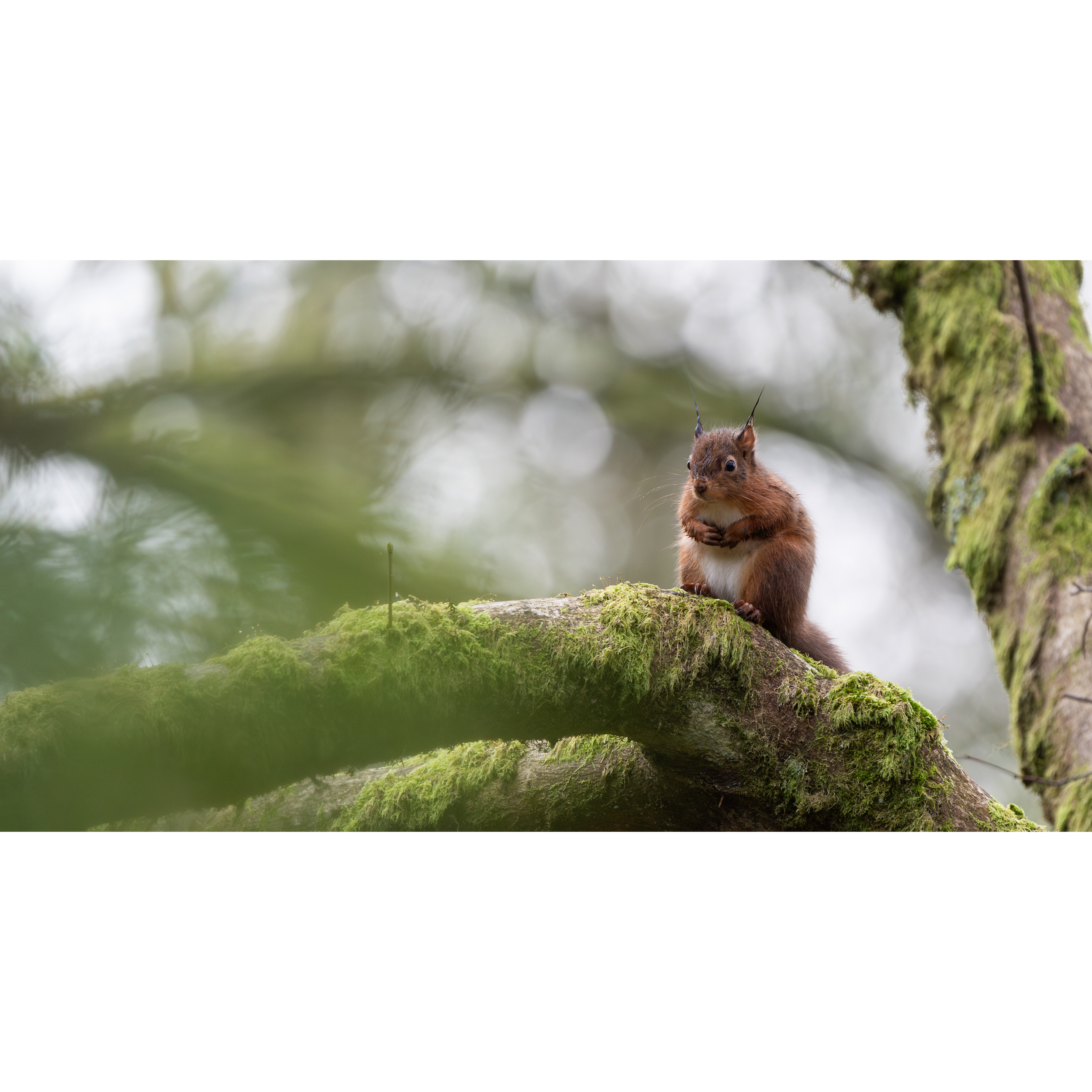 RedSquirrel2StorePage.png