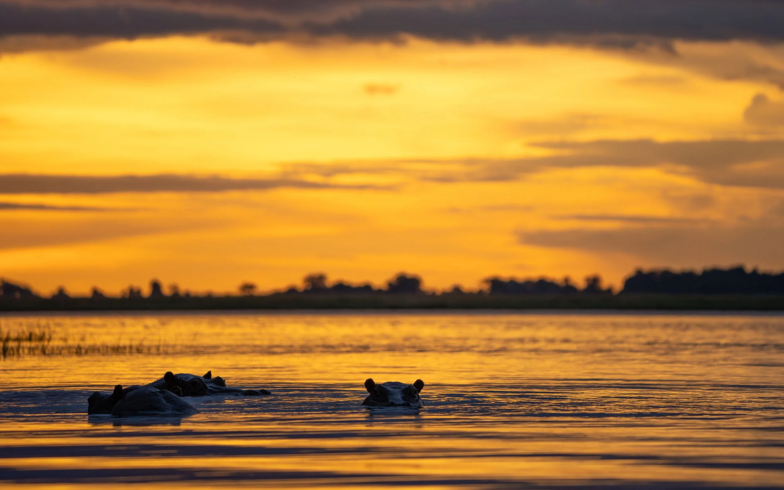 HipposAtSunset01_WEB.jpg