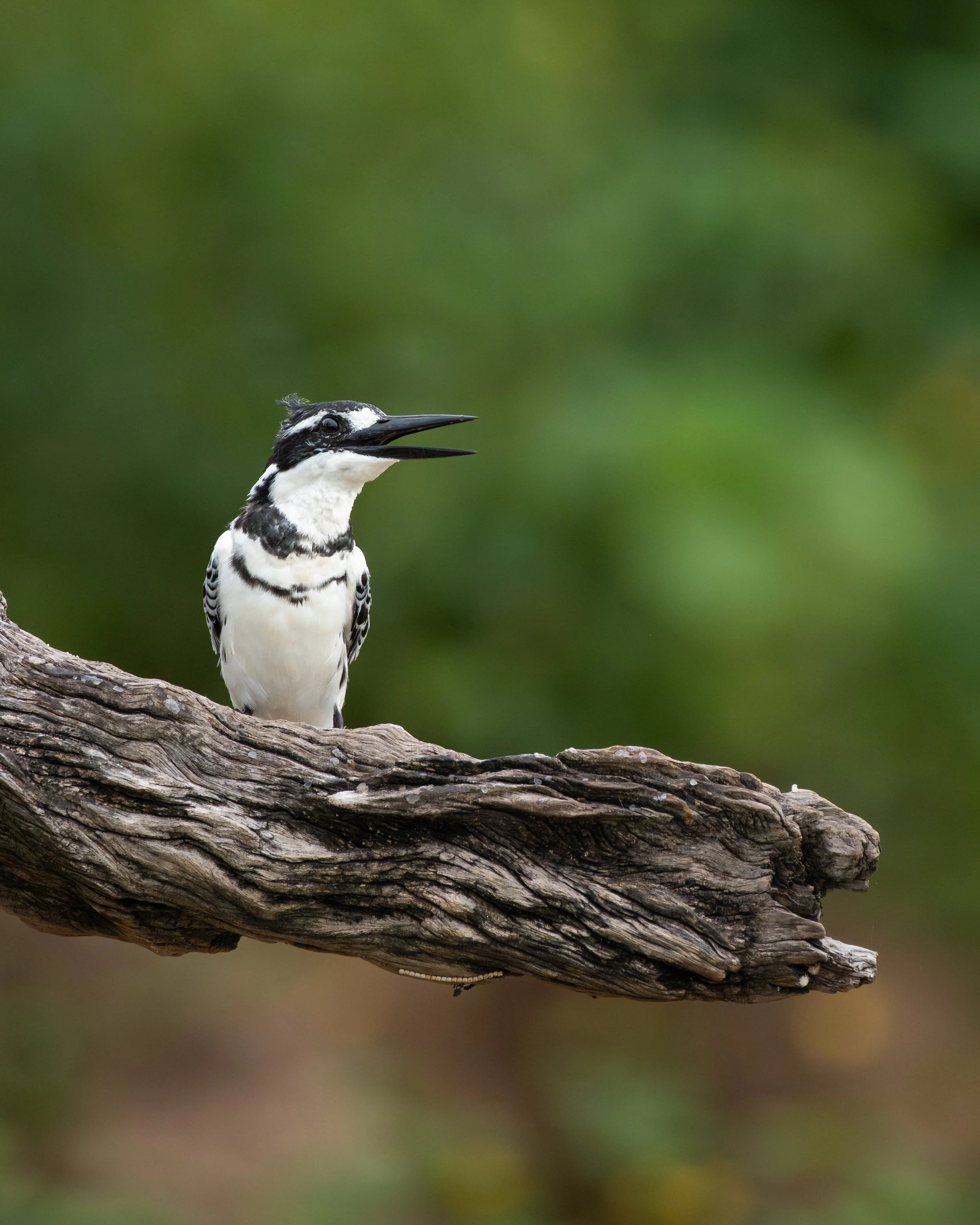 PiedKingfisher01.jpg
