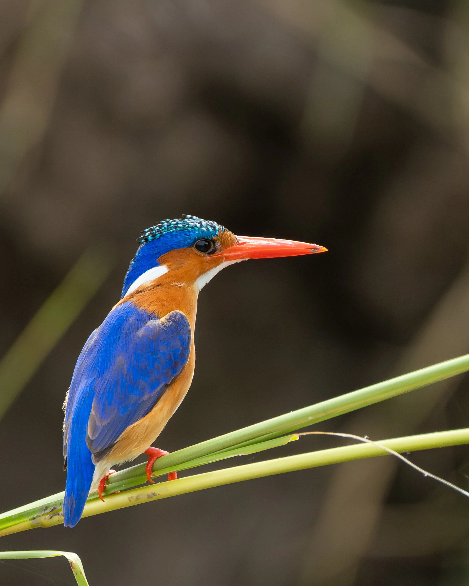 MalachiteKingfisher_05.jpg