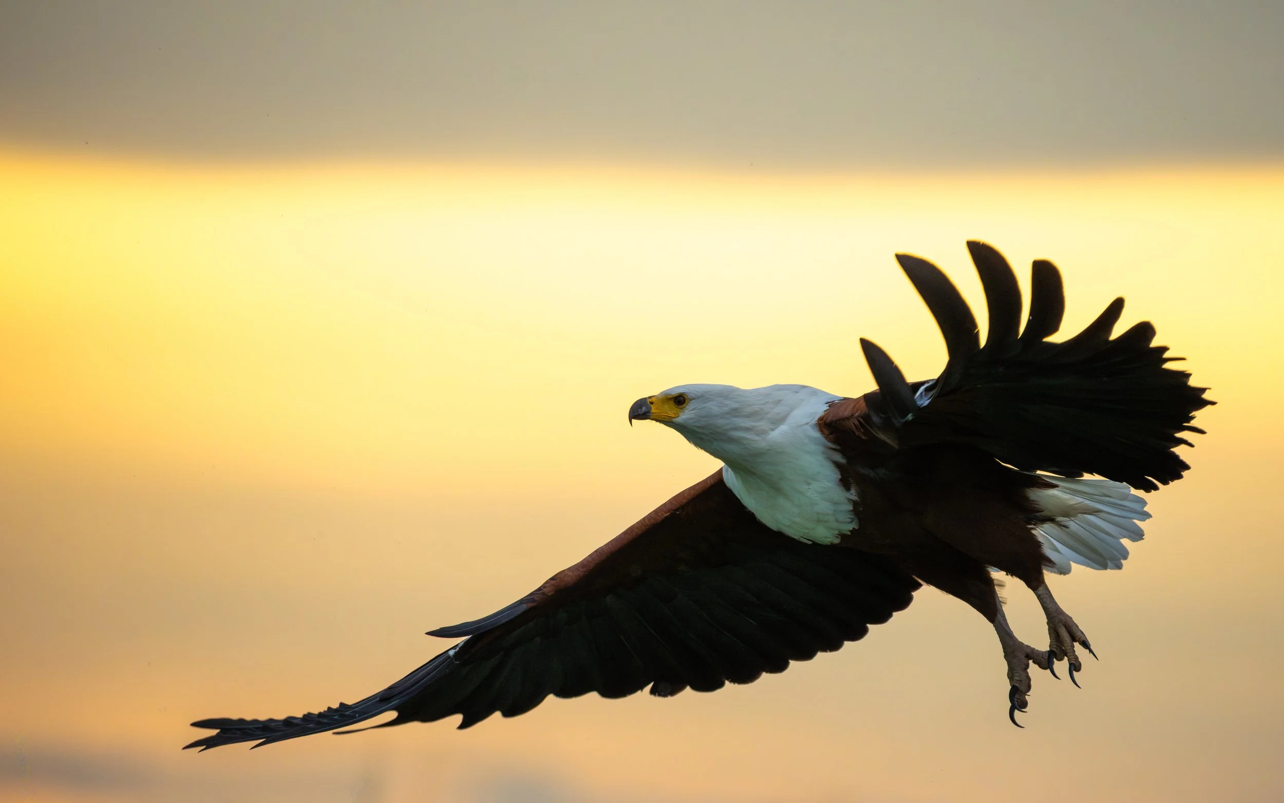 FishEagle_01Print.jpg