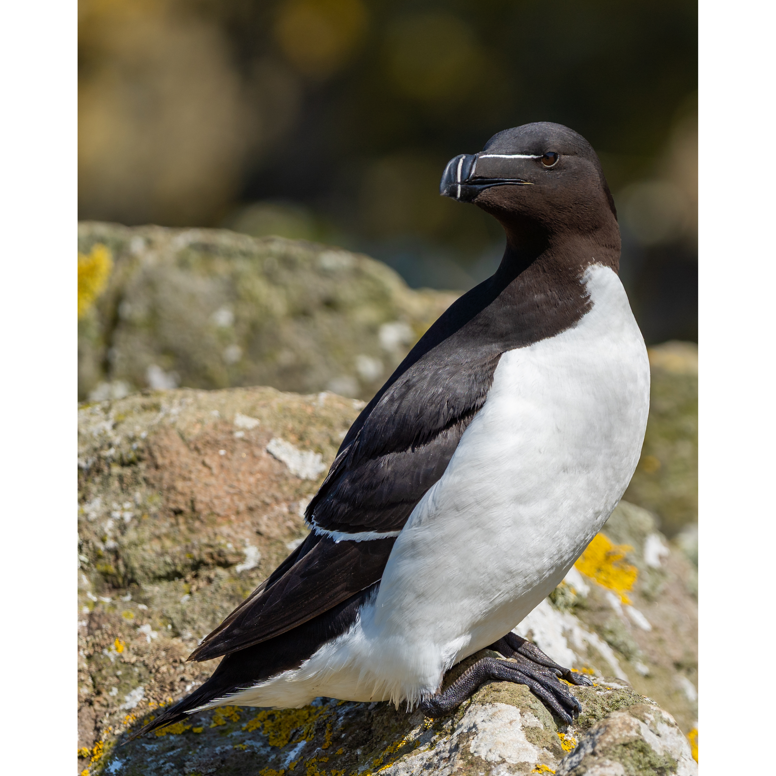 Razorbill_3_StorePage.png