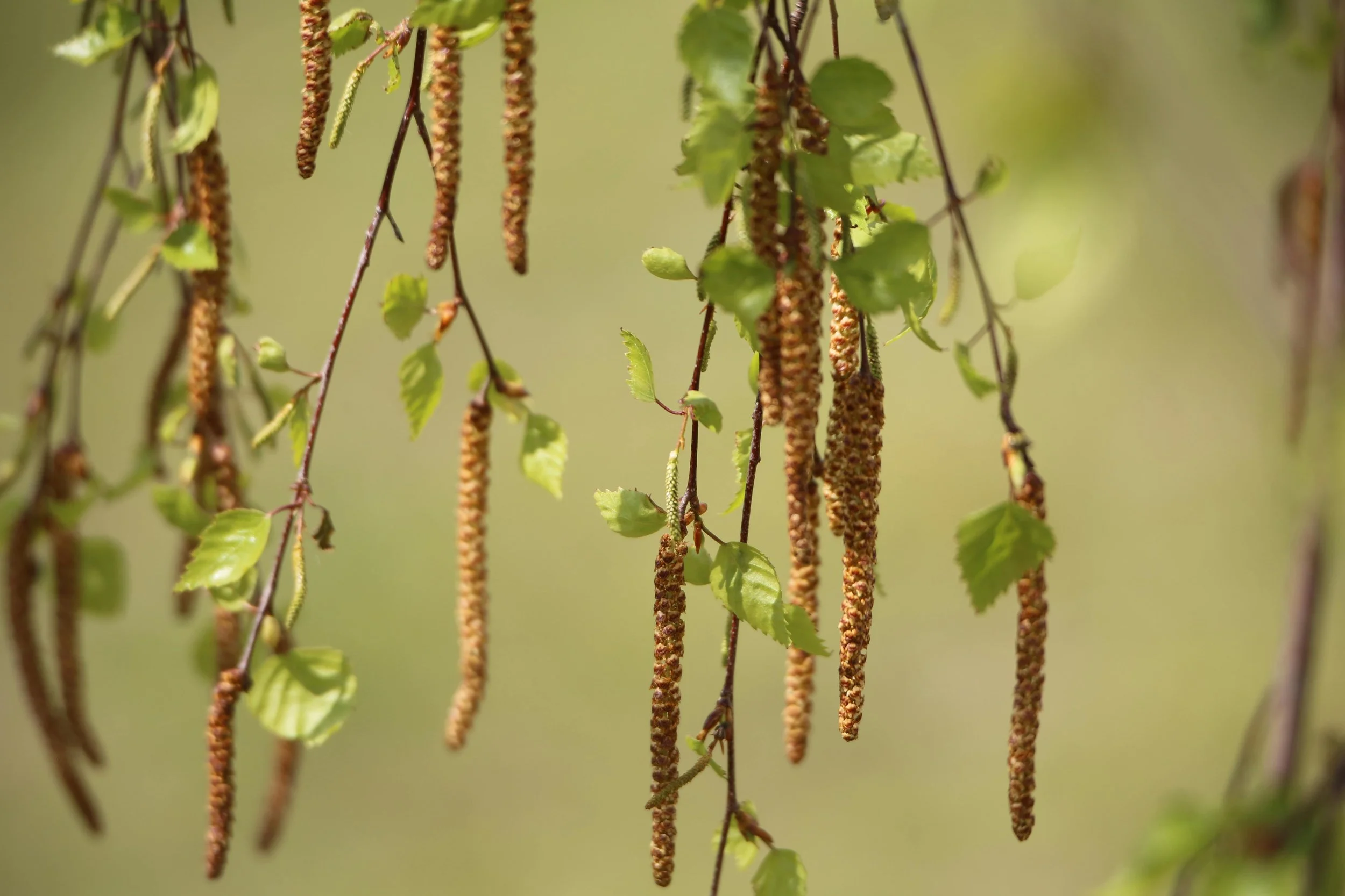 Kevadine õietolmuallergia ja silmad: kuidas end kaitsta?