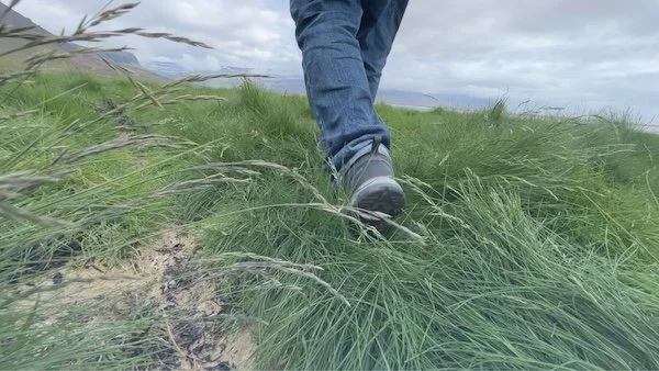 morning walk through thick grass in Iceland